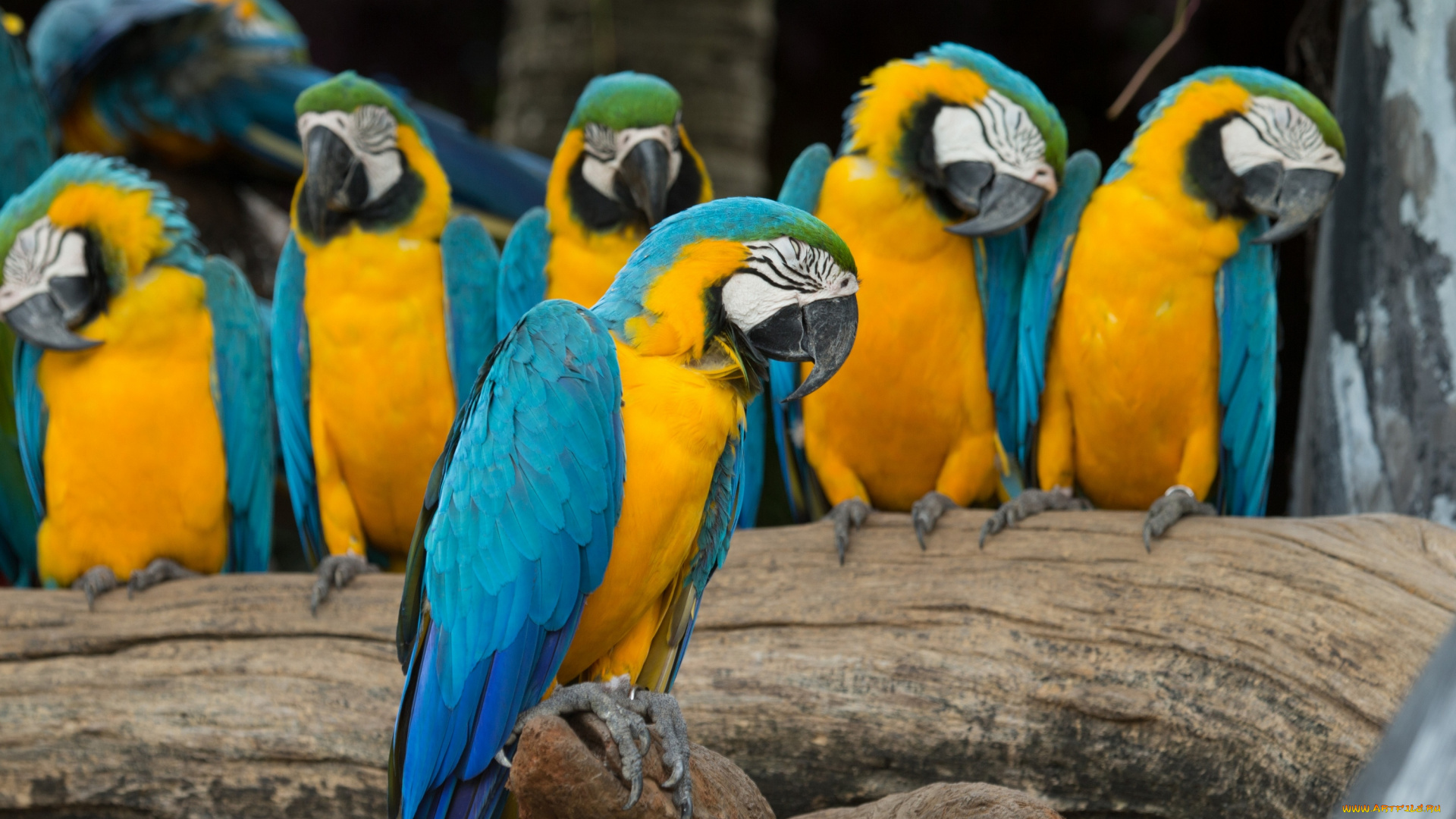 животные, попугаи, ветка, птицы
