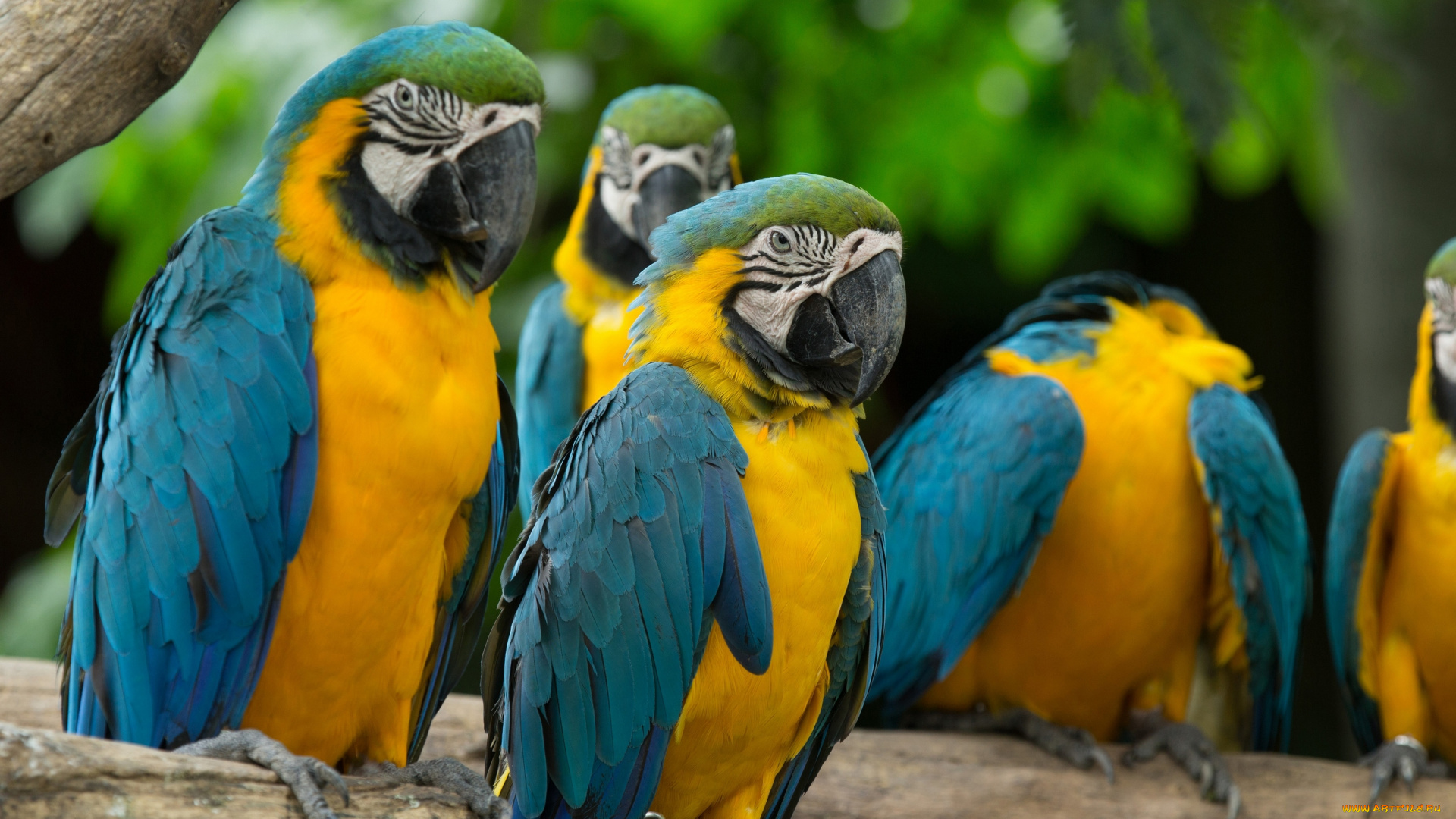 животные, попугаи, ветка, птицы