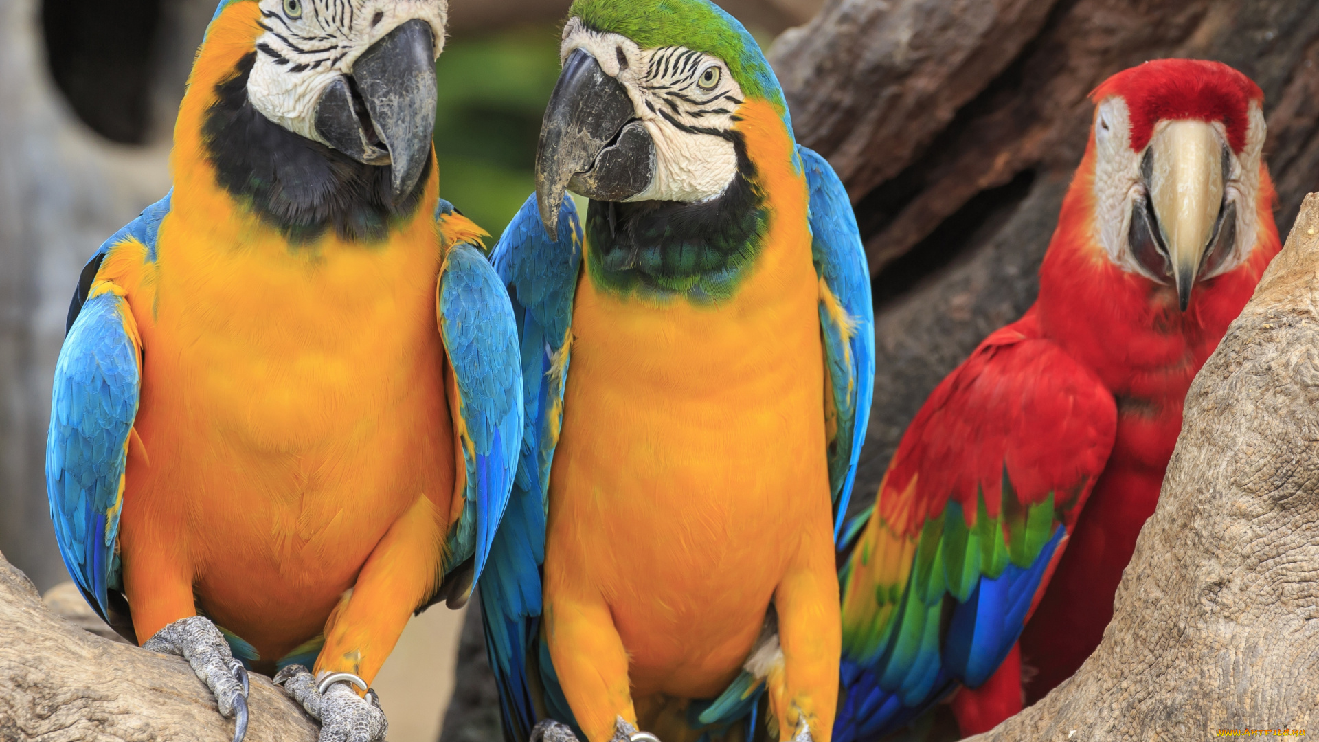 животные, попугаи, ветка, птицы, пара