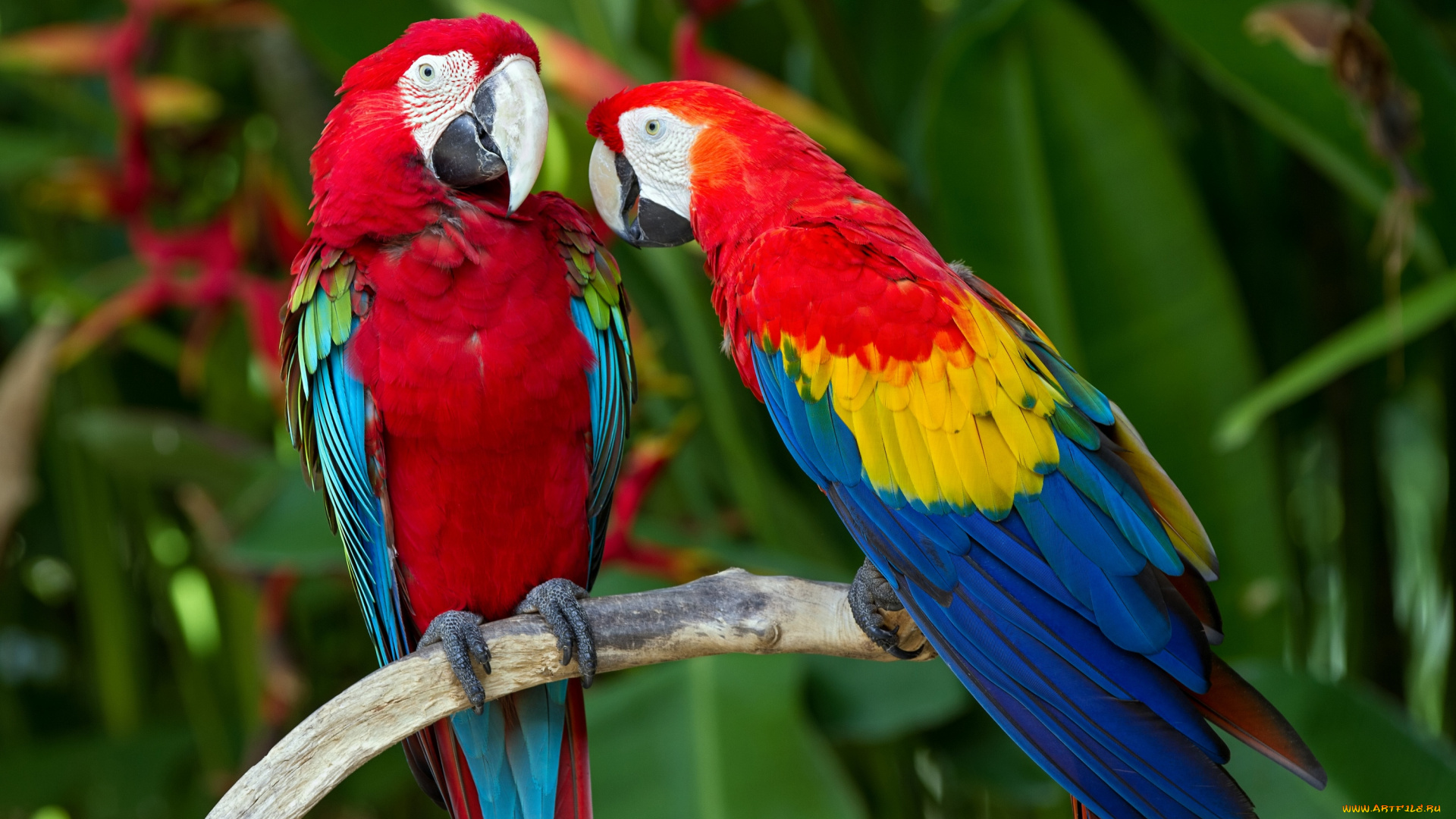 животные, попугаи, ветка, птицы, пара