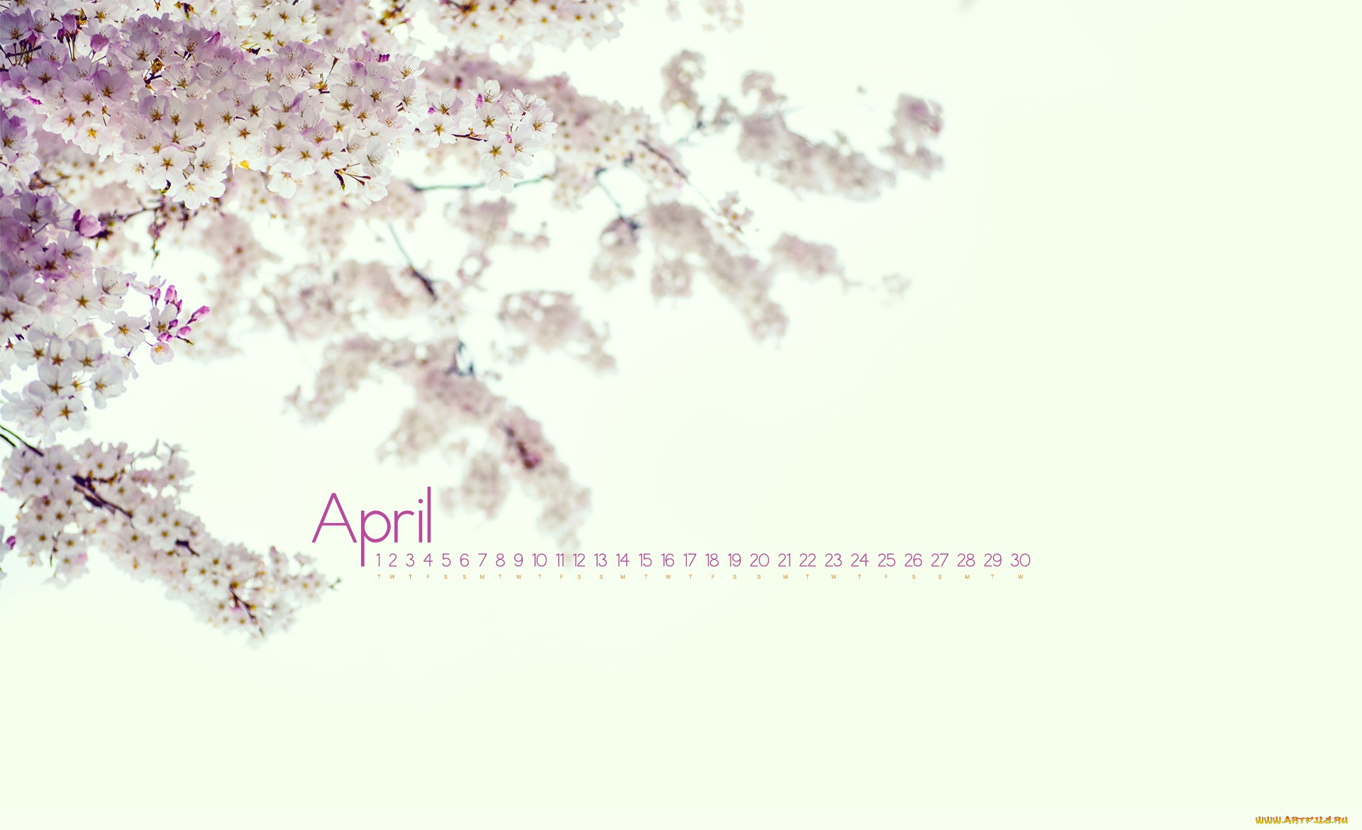 календари, цветы, весна