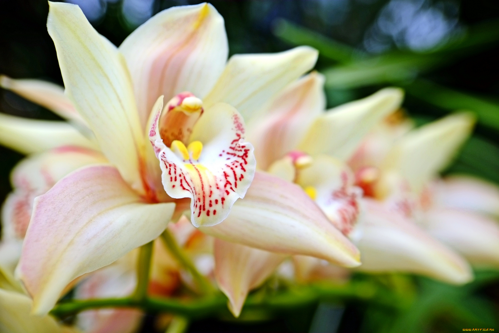 цветы, орхидеи, орхидея