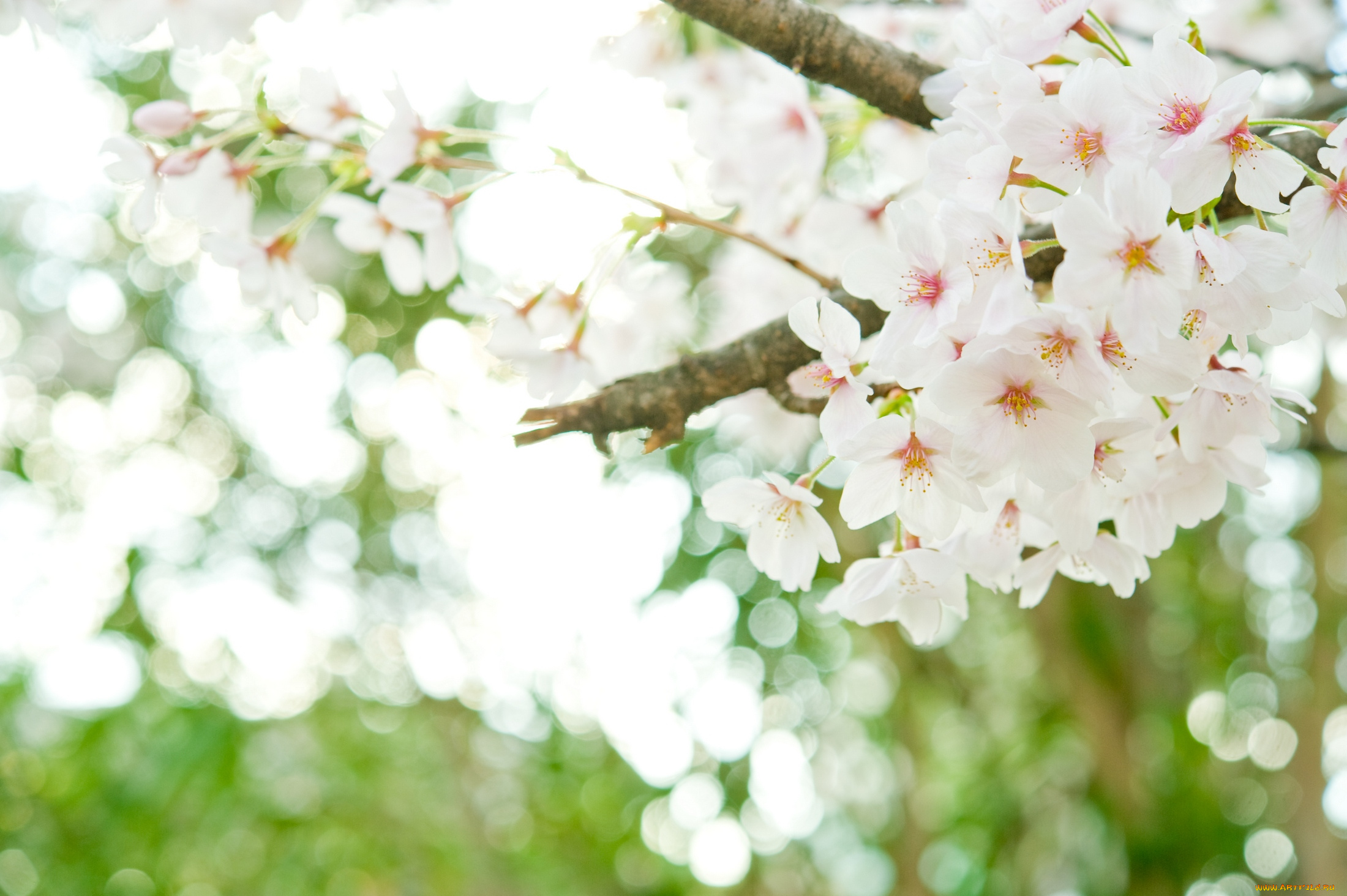 цветы, цветущие, деревья, , , кустарники, ветки, дерево