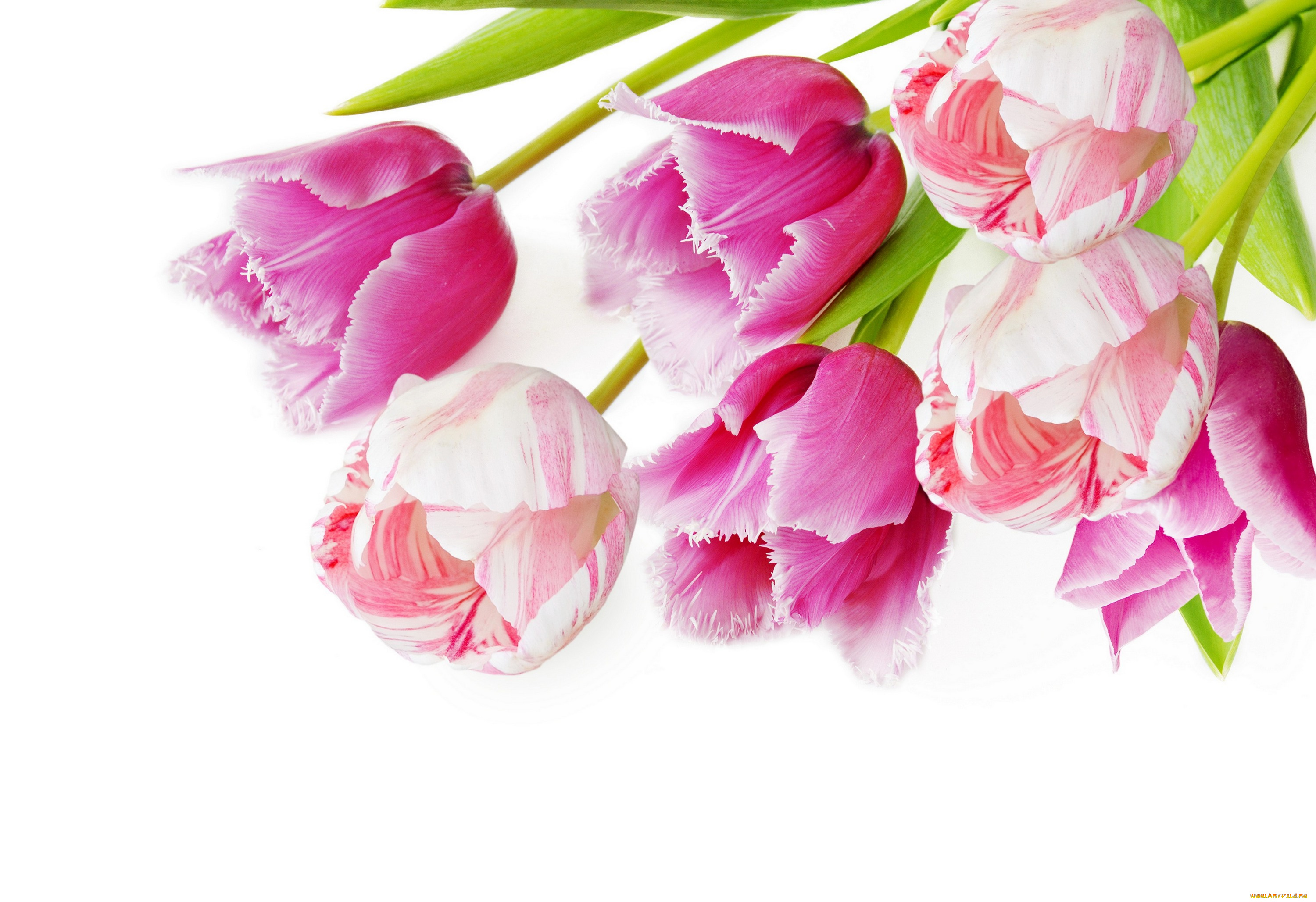 цветы, тюльпаны