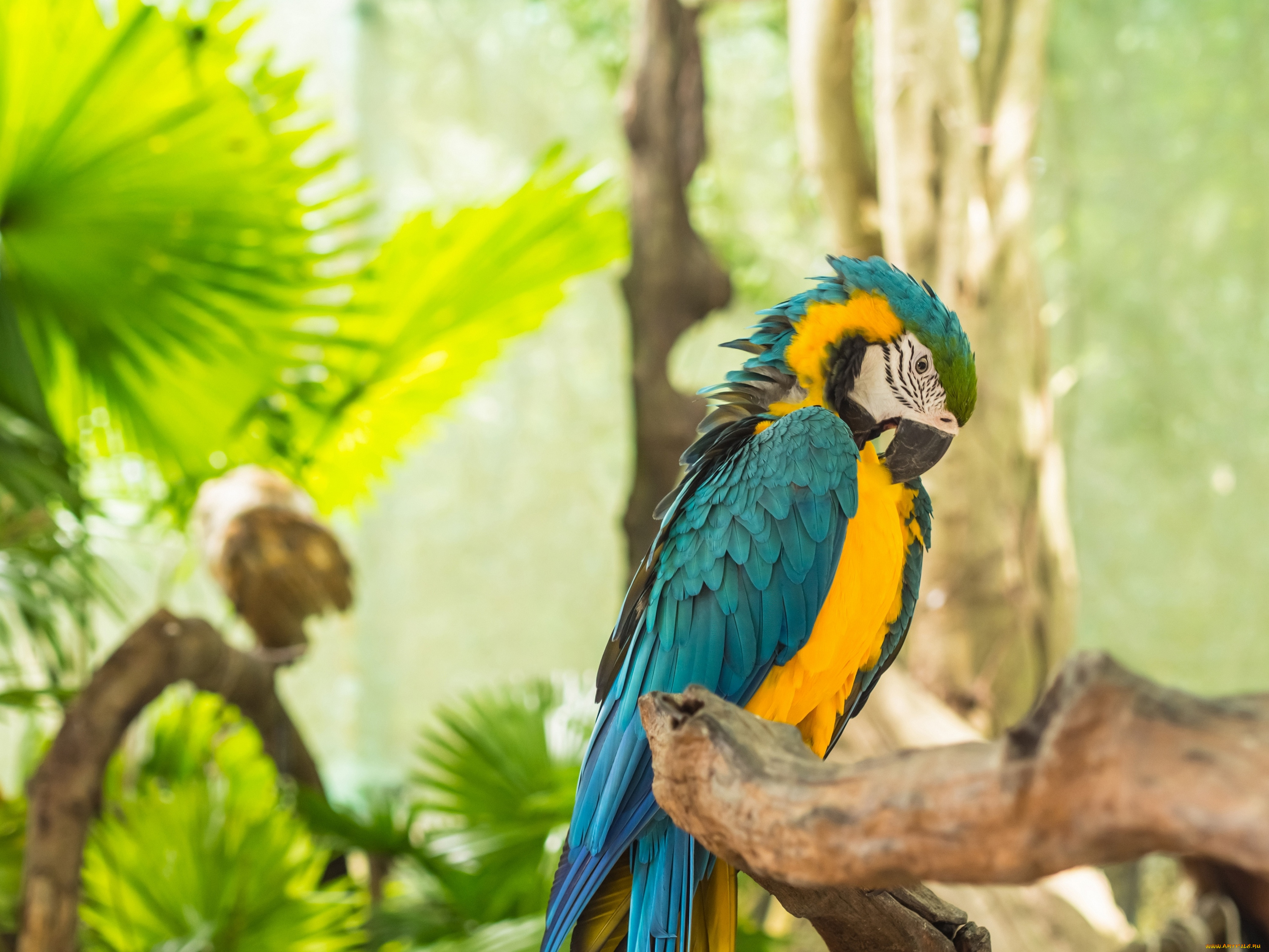 животные, попугаи, ветка, попугай, птица