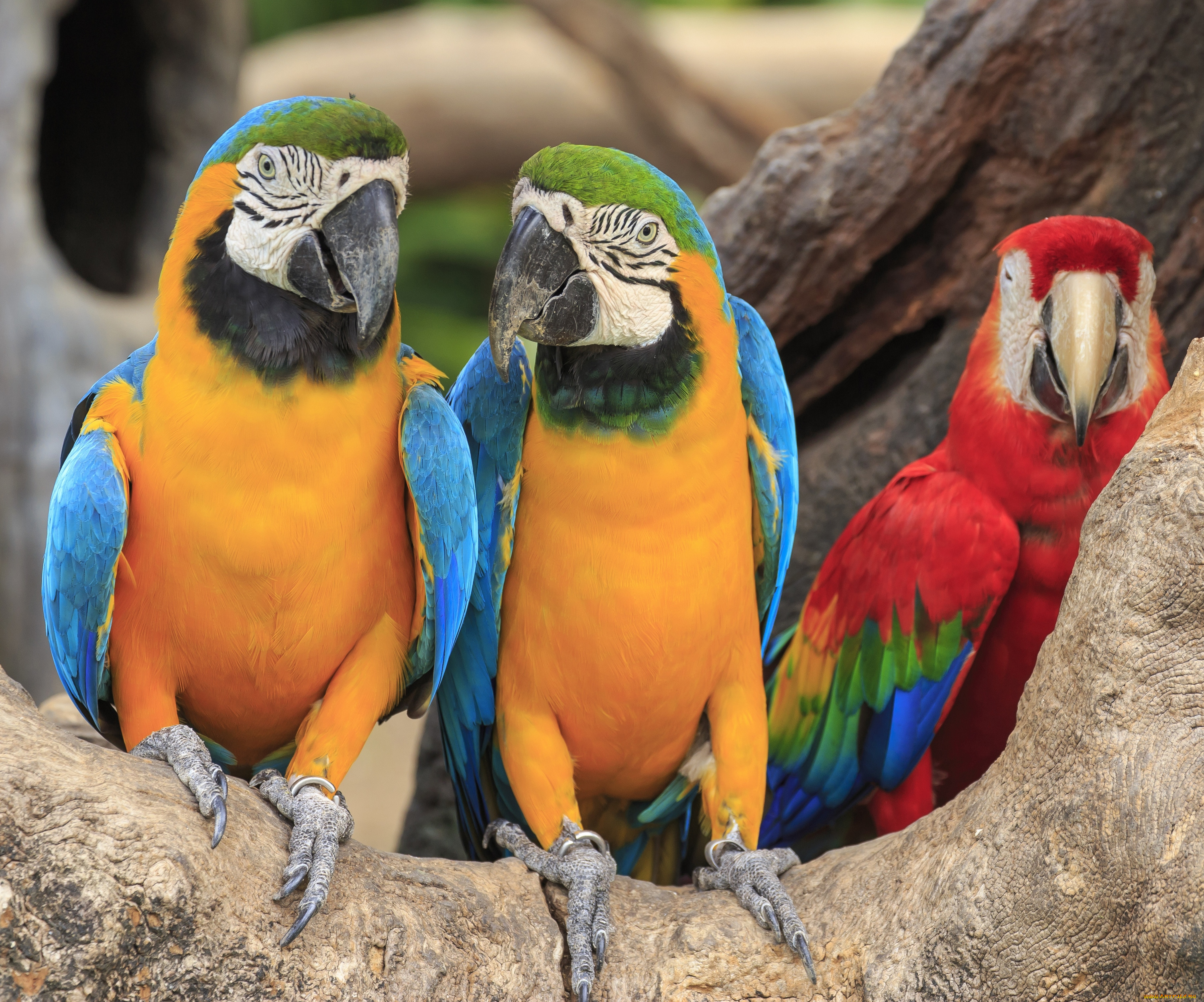 животные, попугаи, ветка, птицы, пара