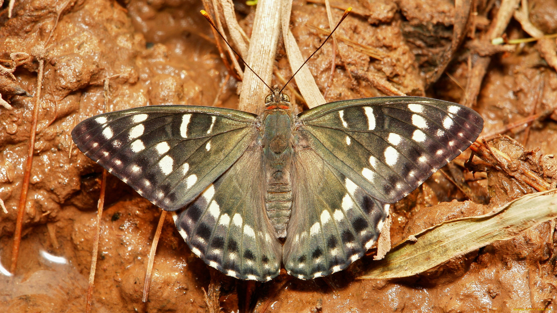 животные, бабочки, , мотыльки, , моли, бабочка, макро, itchydogimages