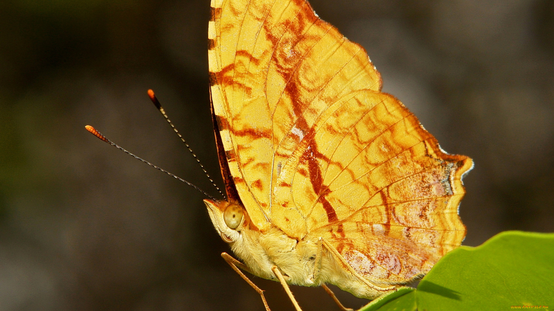 животные, бабочки, , мотыльки, , моли, крылья, бабочка, макро, itchydogimages