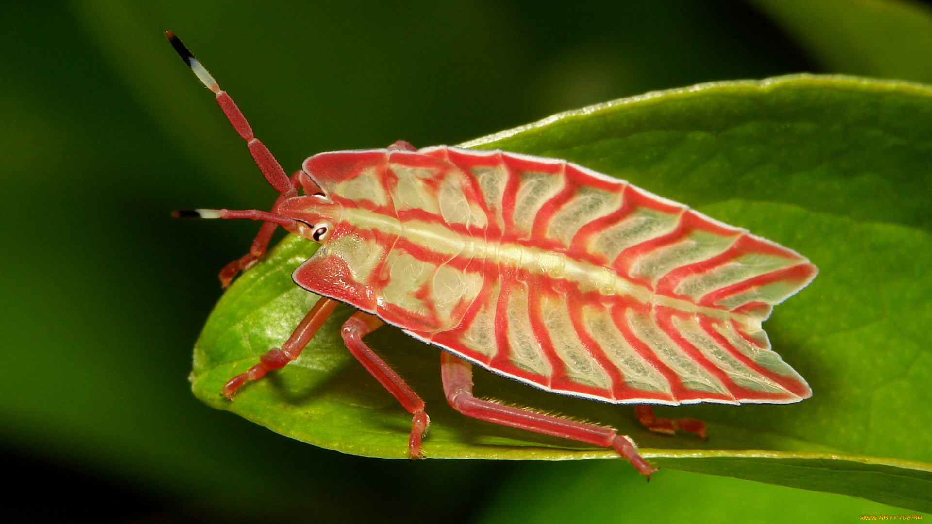 животные, насекомые, макро, itchydogimages, усики, лист, жук, клоп, лапки