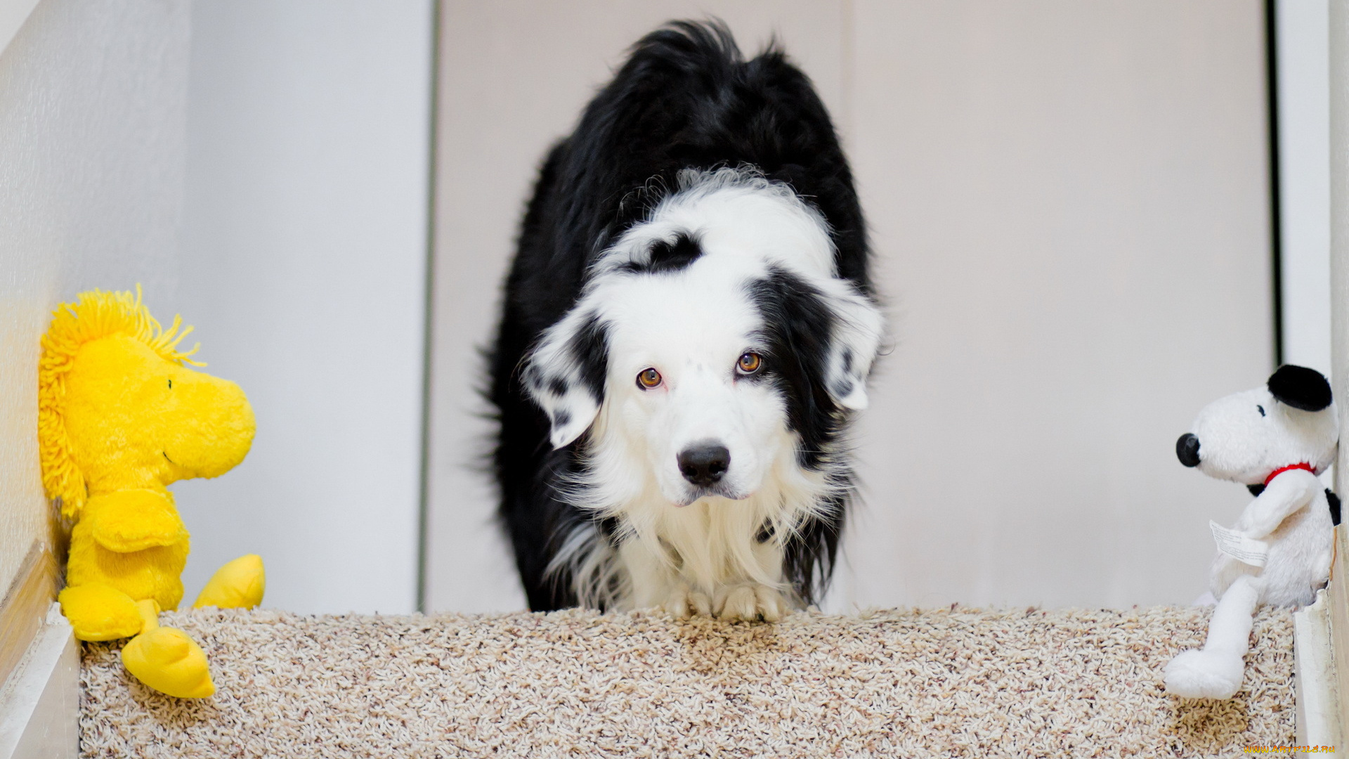 животные, собаки, ступени, игрушки, взгляд, собака, ковер