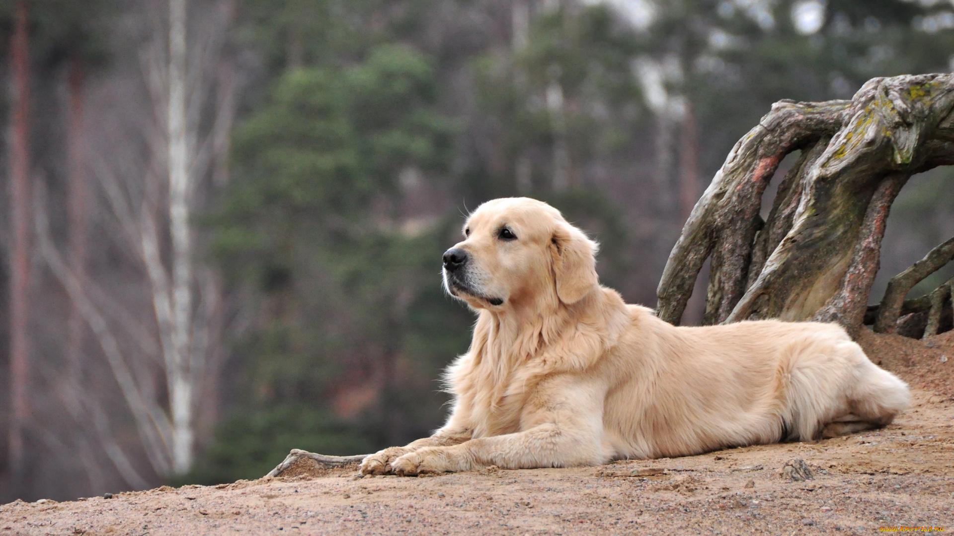 животные, собаки, взгляд, собака
