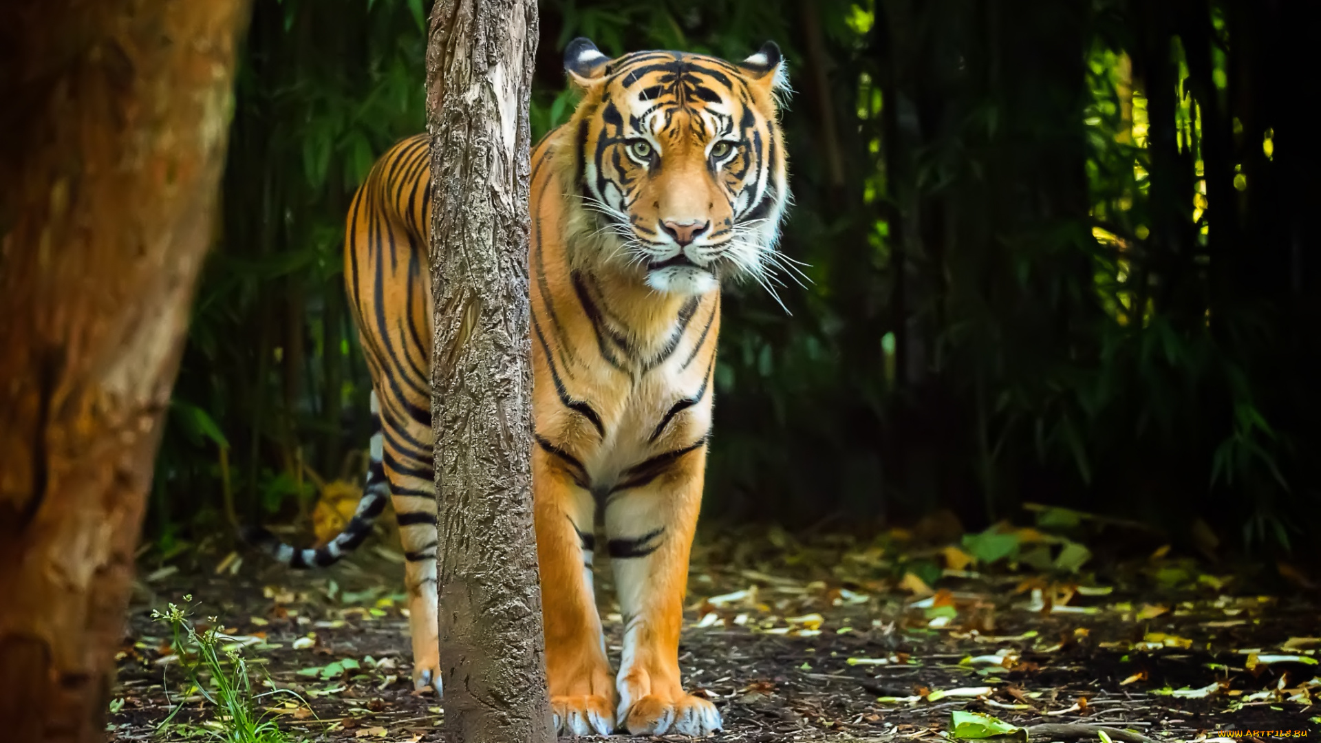 животные, тигры, хищник, тигр, взгляд, природа, полосы