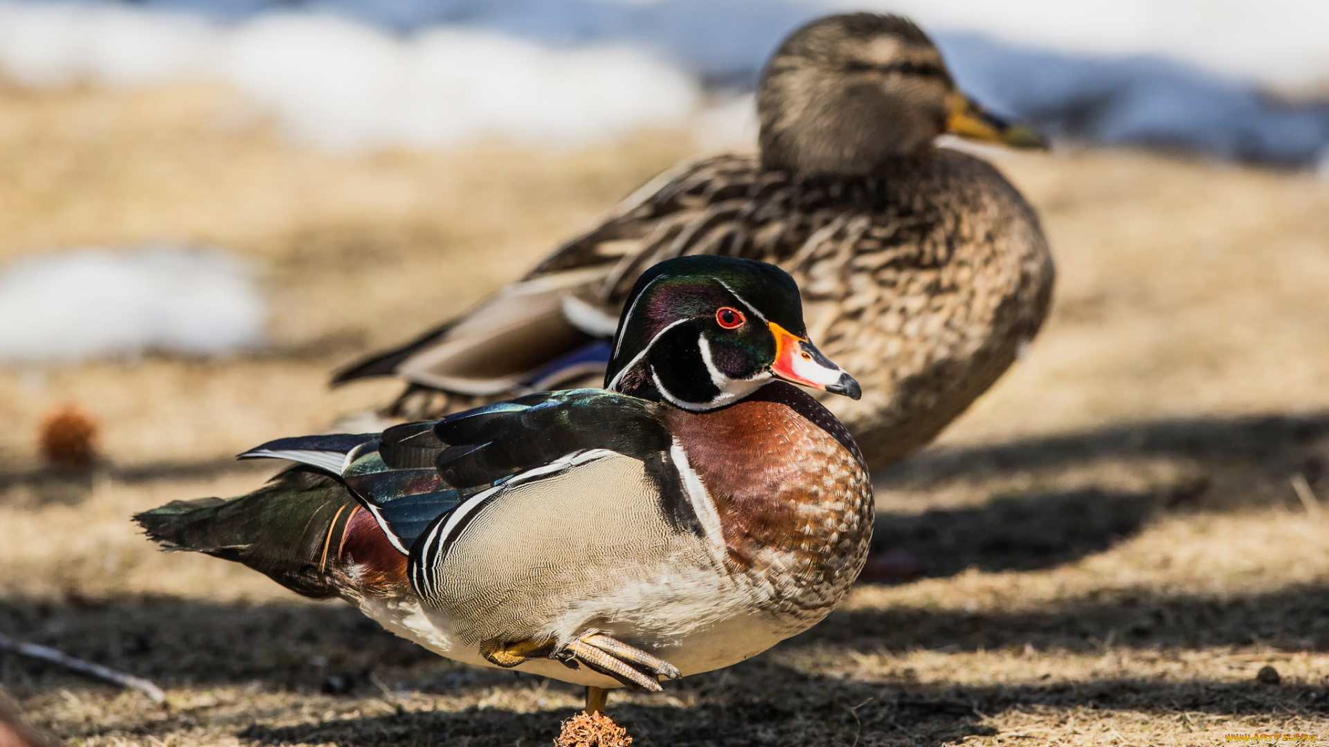 животные, утки, птица, взгляд, мандаринка, утка