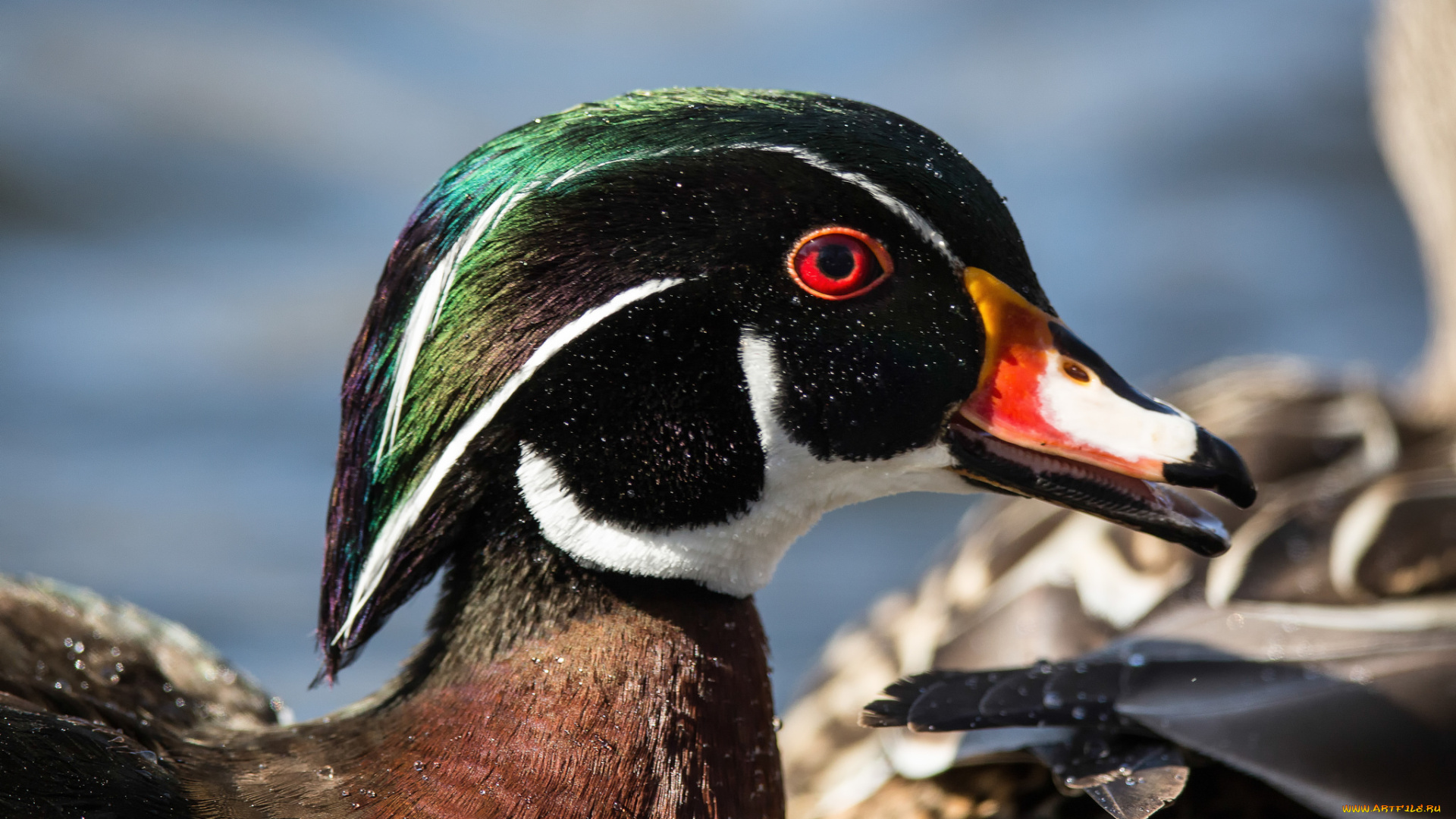 животные, утки, птица, взгляд, мандаринка, утка