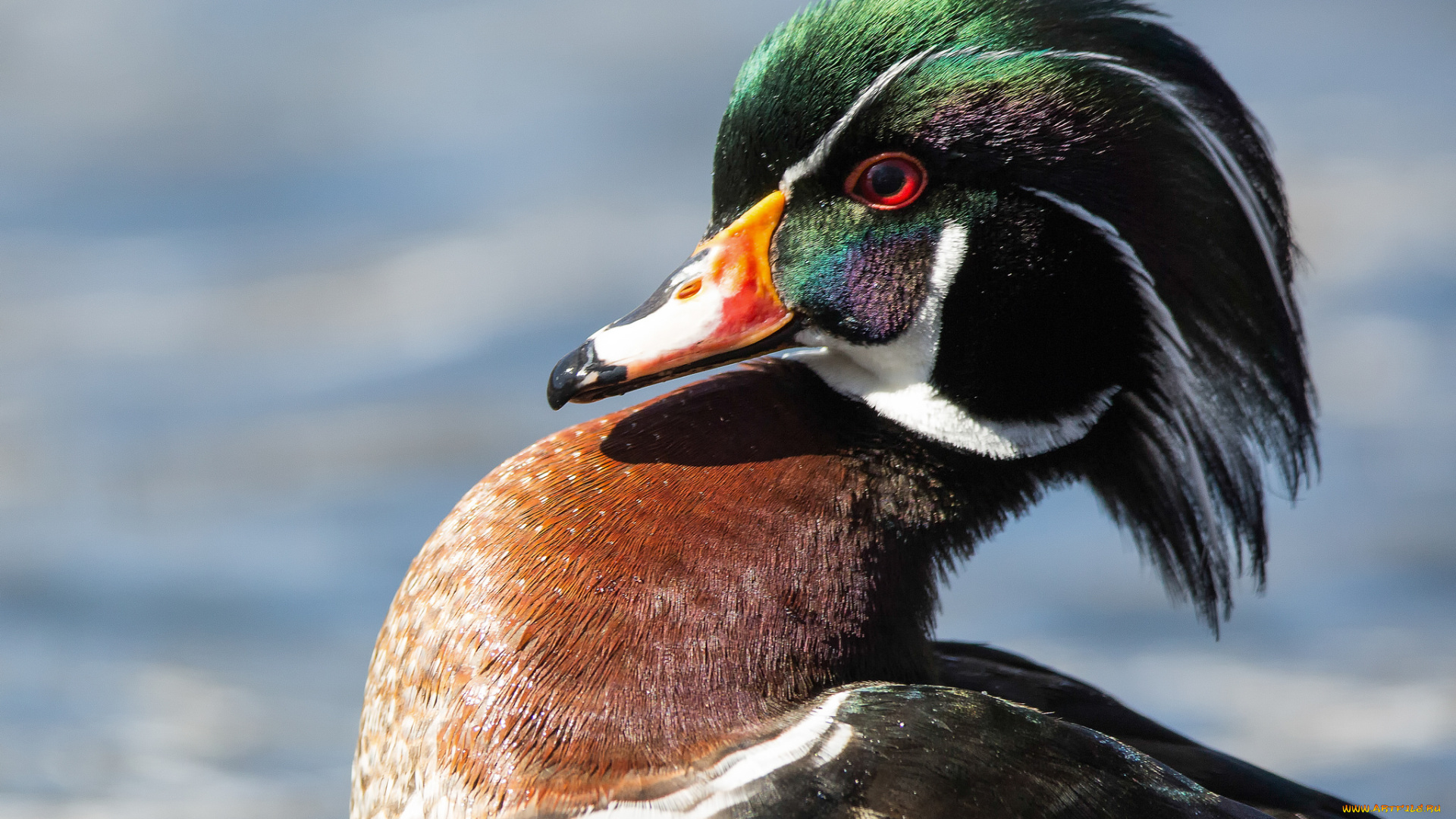 животные, утки, птица, взгляд, мандаринка, утка