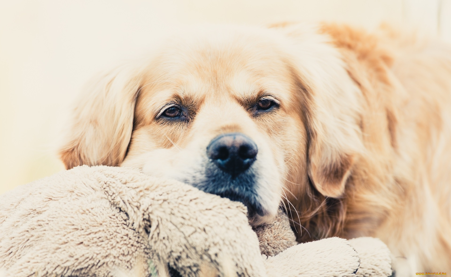 пёс, животные, собаки