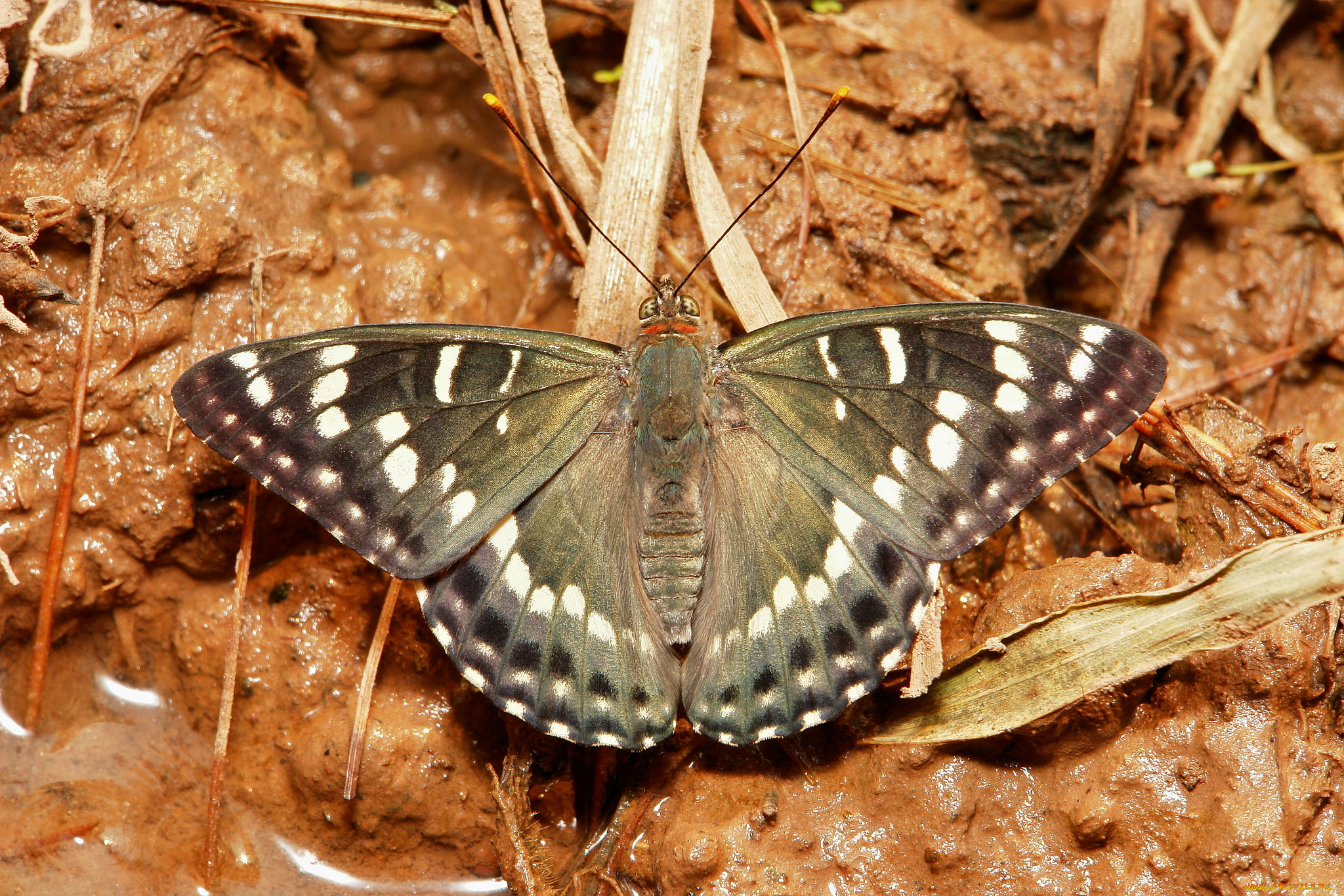 животные, бабочки, , мотыльки, , моли, бабочка, макро, itchydogimages