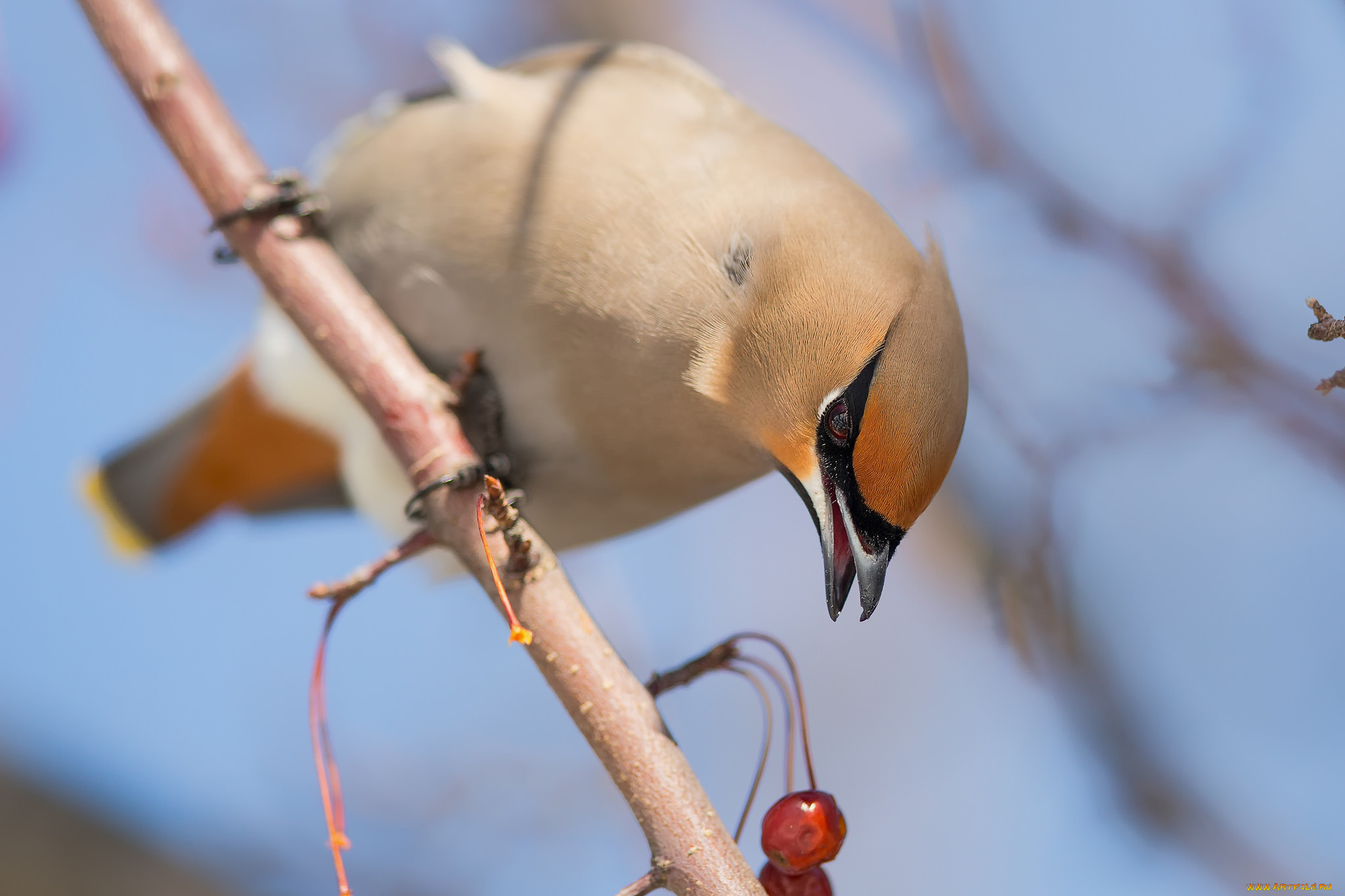 животные, свиристели, птица, ветка, ягода