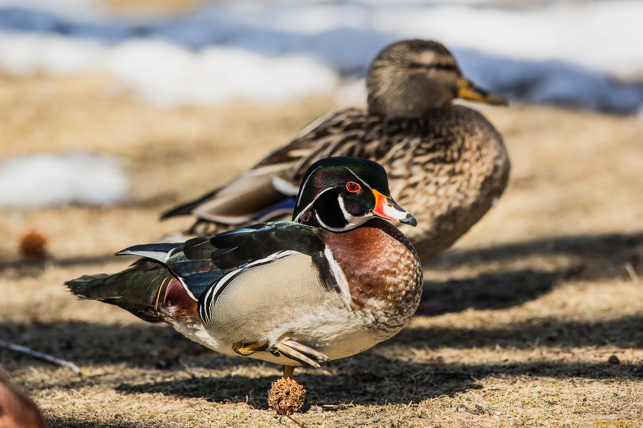 животные, утки, птица, взгляд, мандаринка, утка