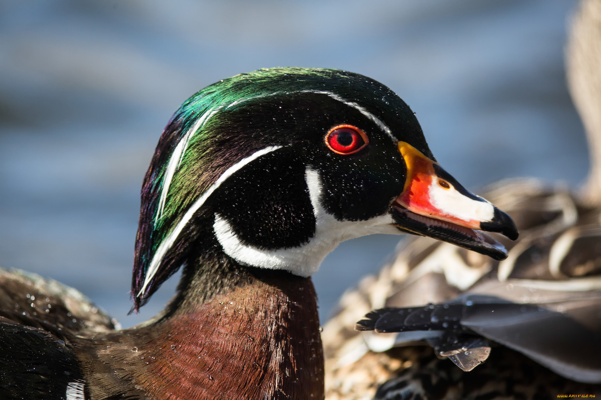 животные, утки, птица, взгляд, мандаринка, утка