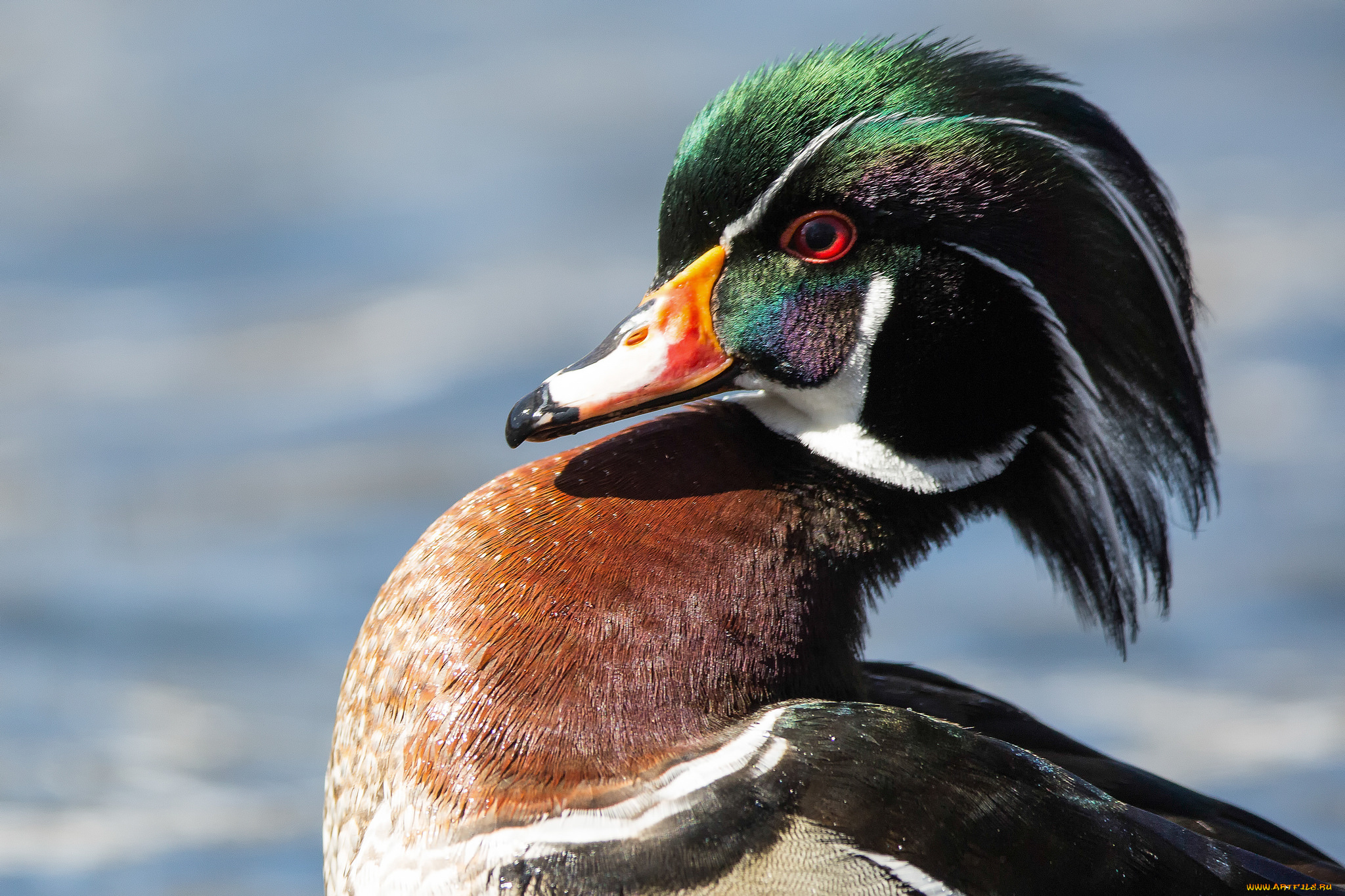 животные, утки, птица, взгляд, мандаринка, утка