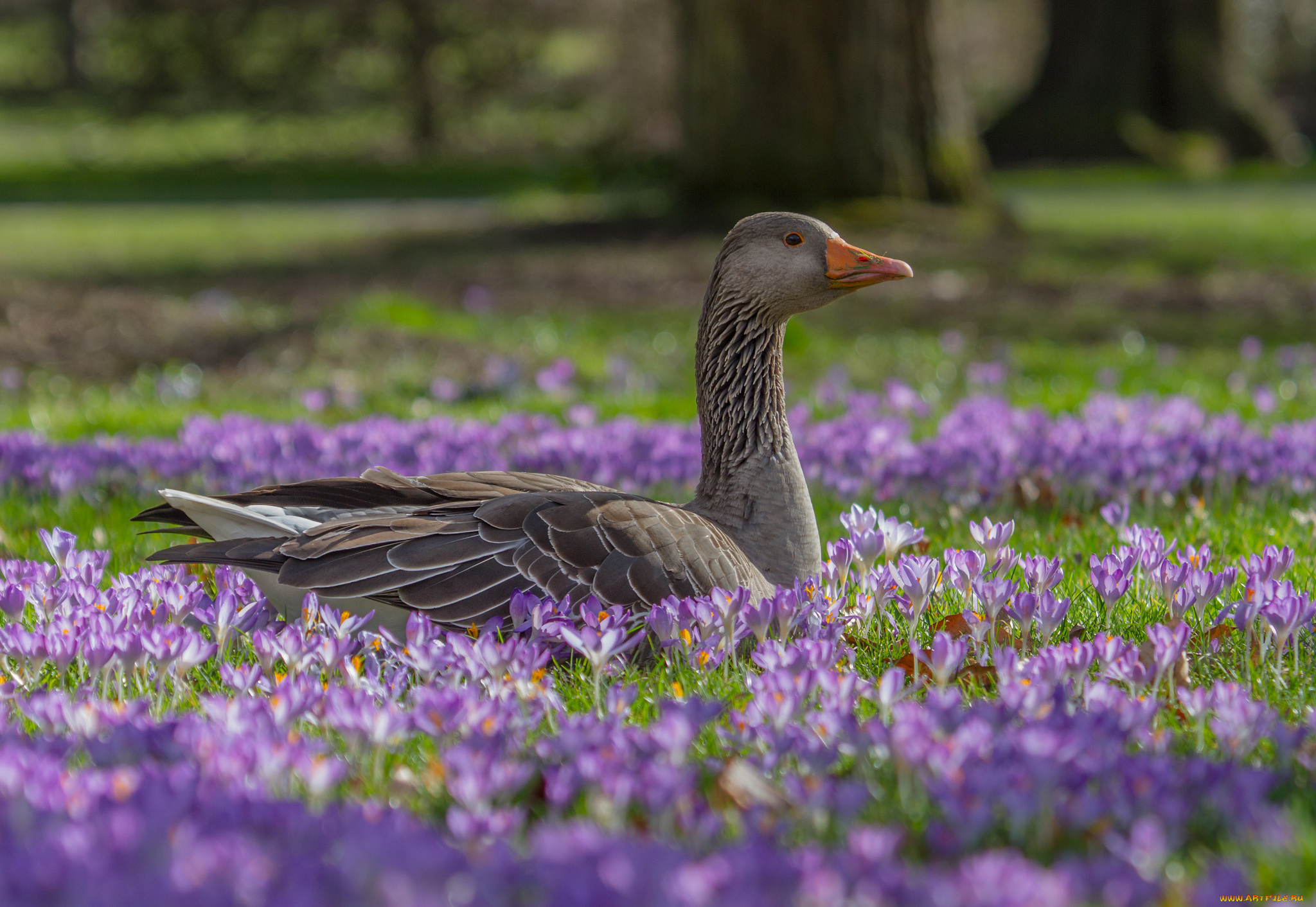 животные, гуси, красота, крокусы, гусь, цветы, поляна