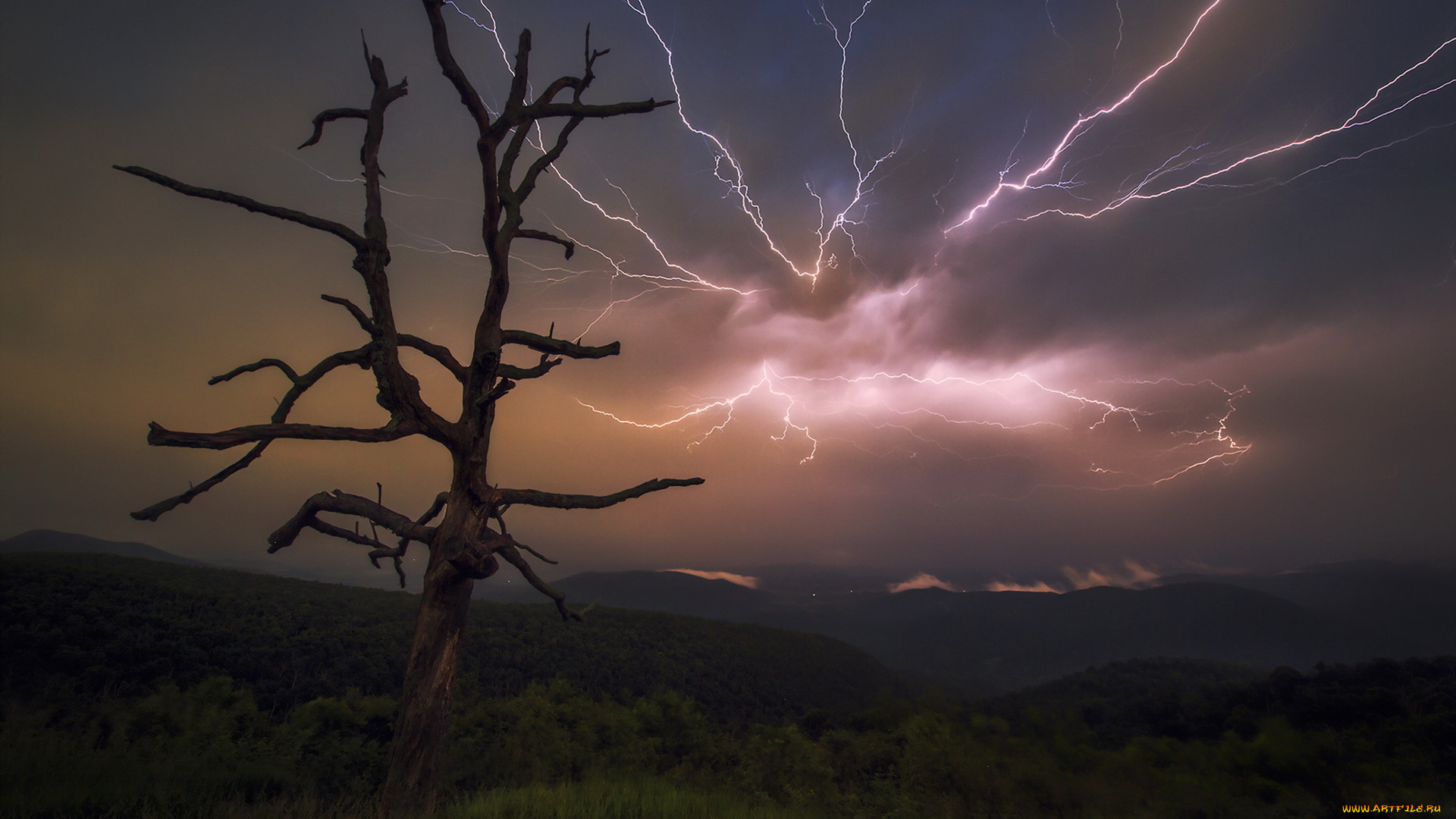 природа, молния, , гроза, гроза, дерево, ночь