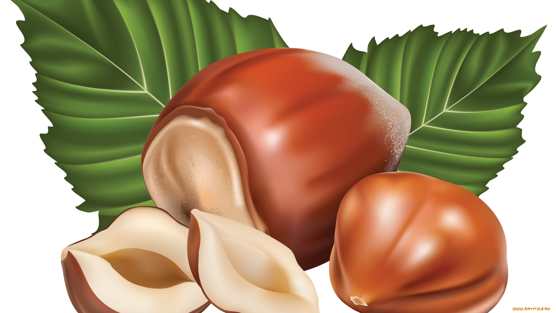 векторная, графика, еда, , food, орехи, фон, листья