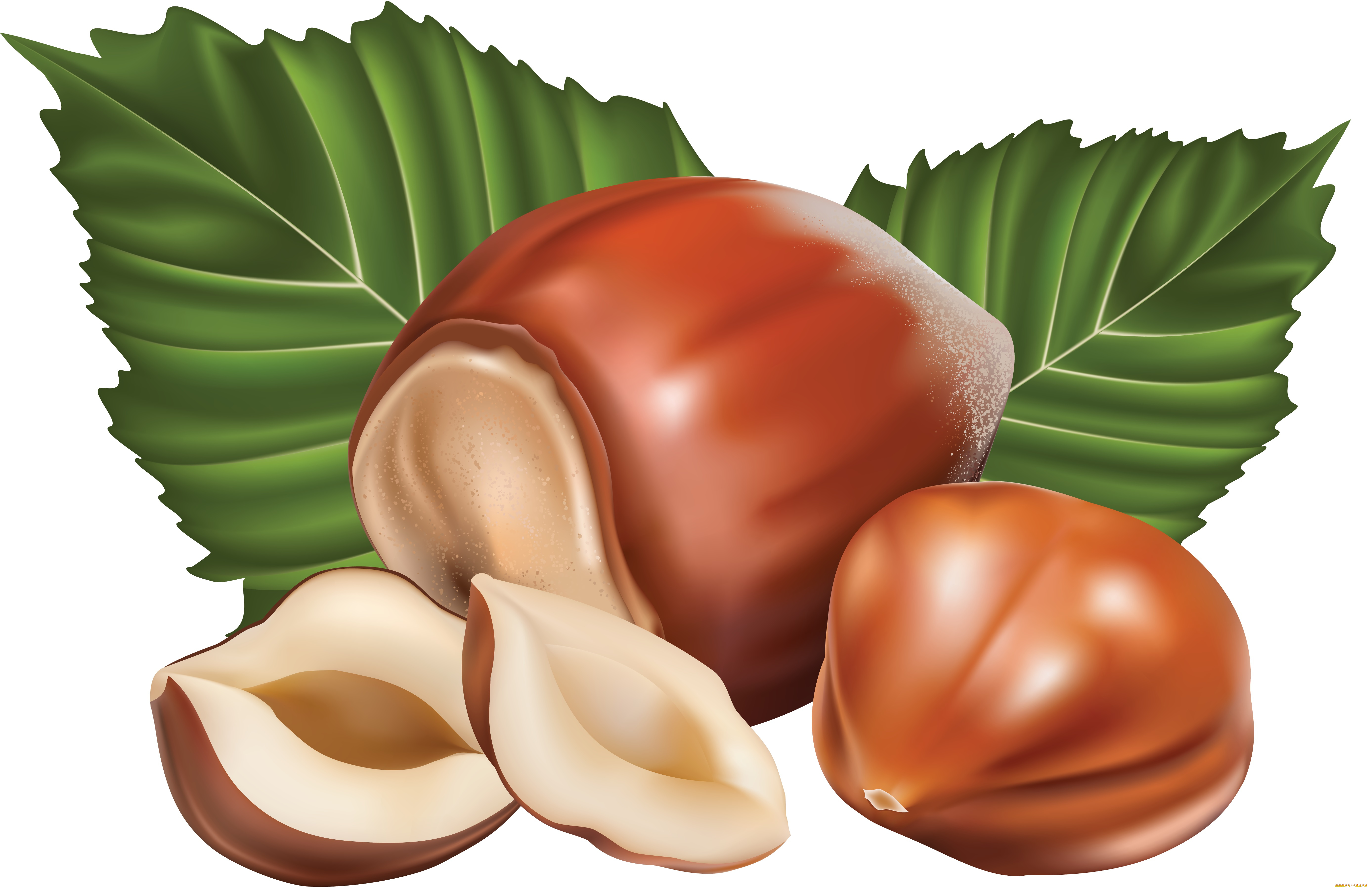 векторная, графика, еда, , food, орехи, фон, листья