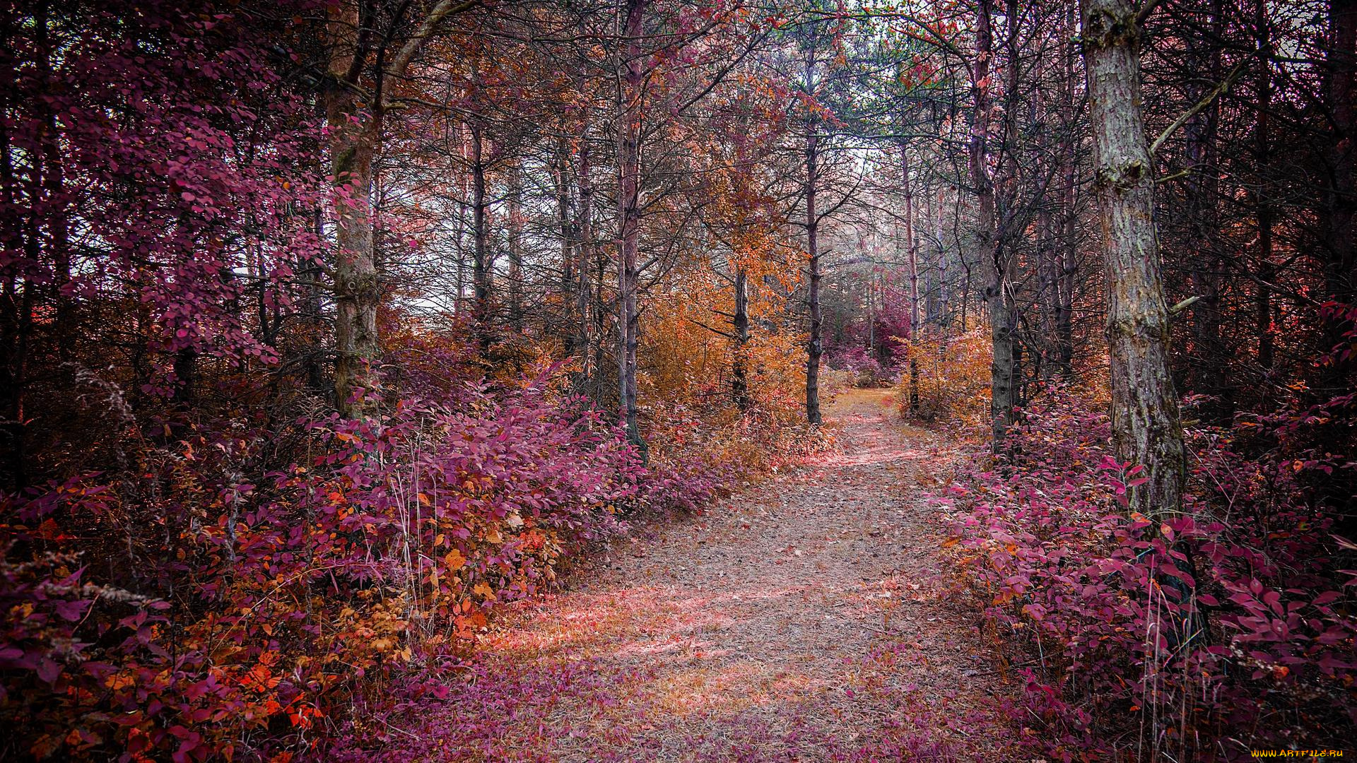 природа, дороги, лес, пейзаж, деревья, дорога, осень