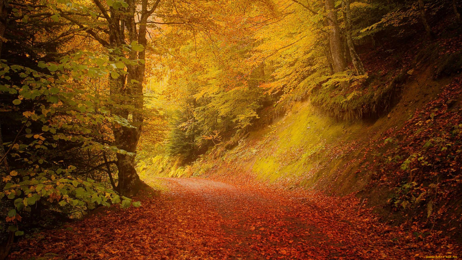 природа, дороги, осень, дорога, деревья, пейзаж