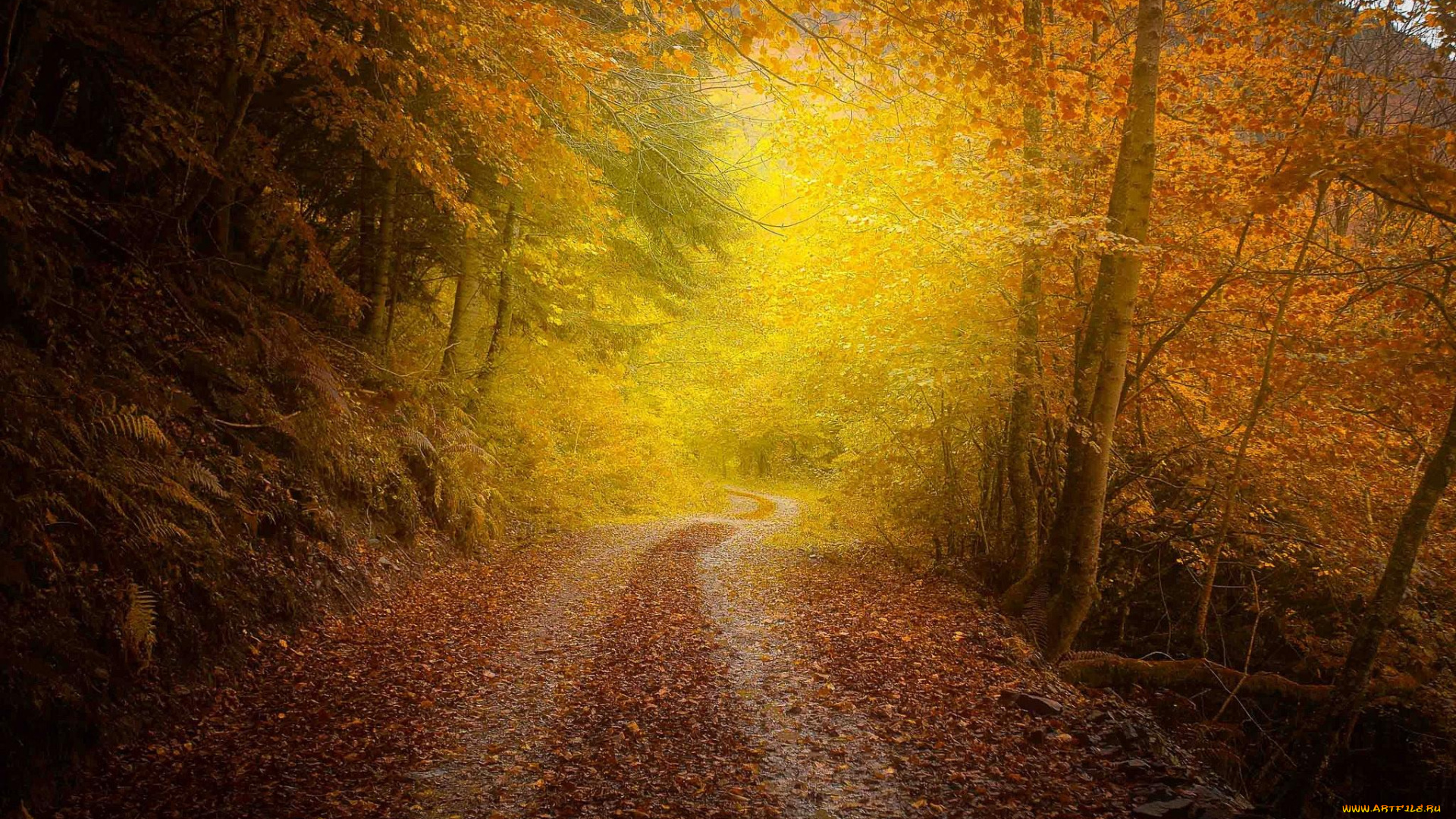 природа, дороги, осень, дорога, деревья, пейзаж