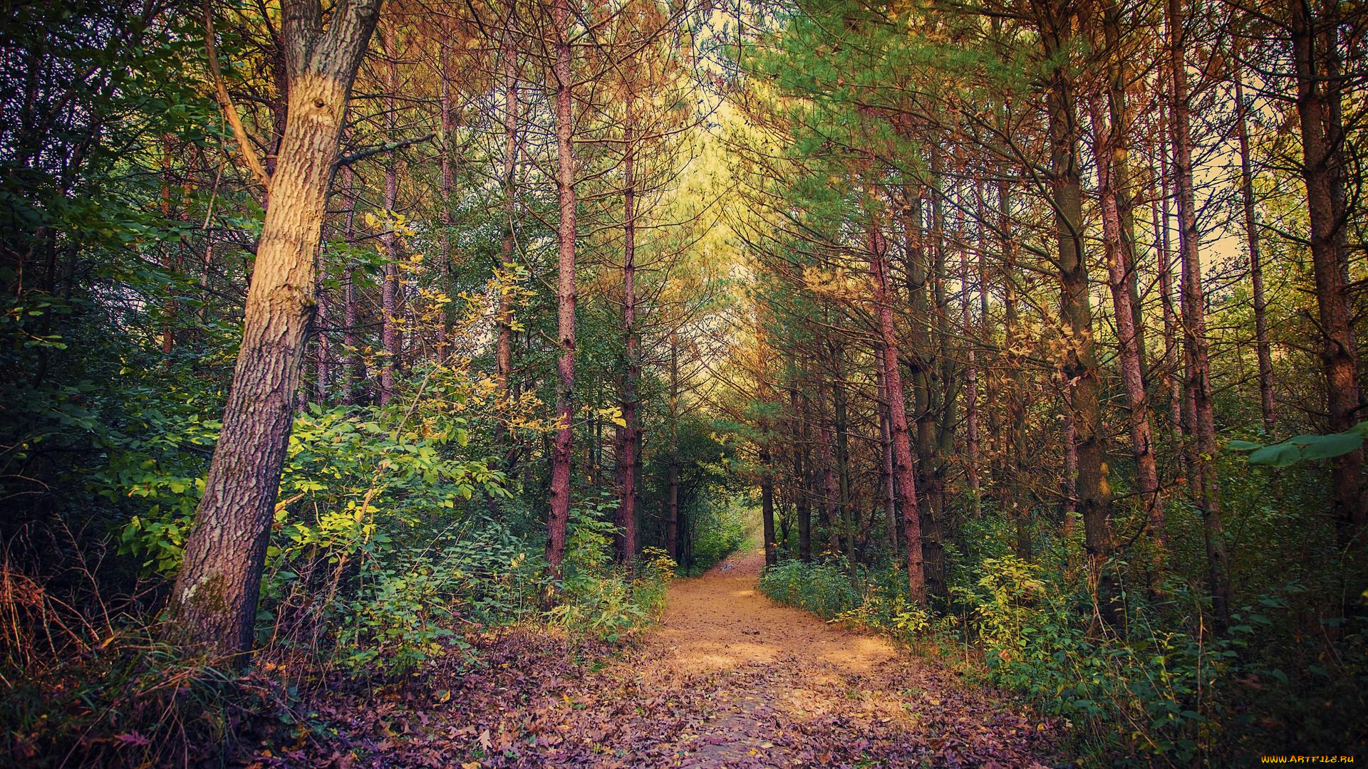 природа, дороги, пейзаж, деревья, дорога, лес, осень