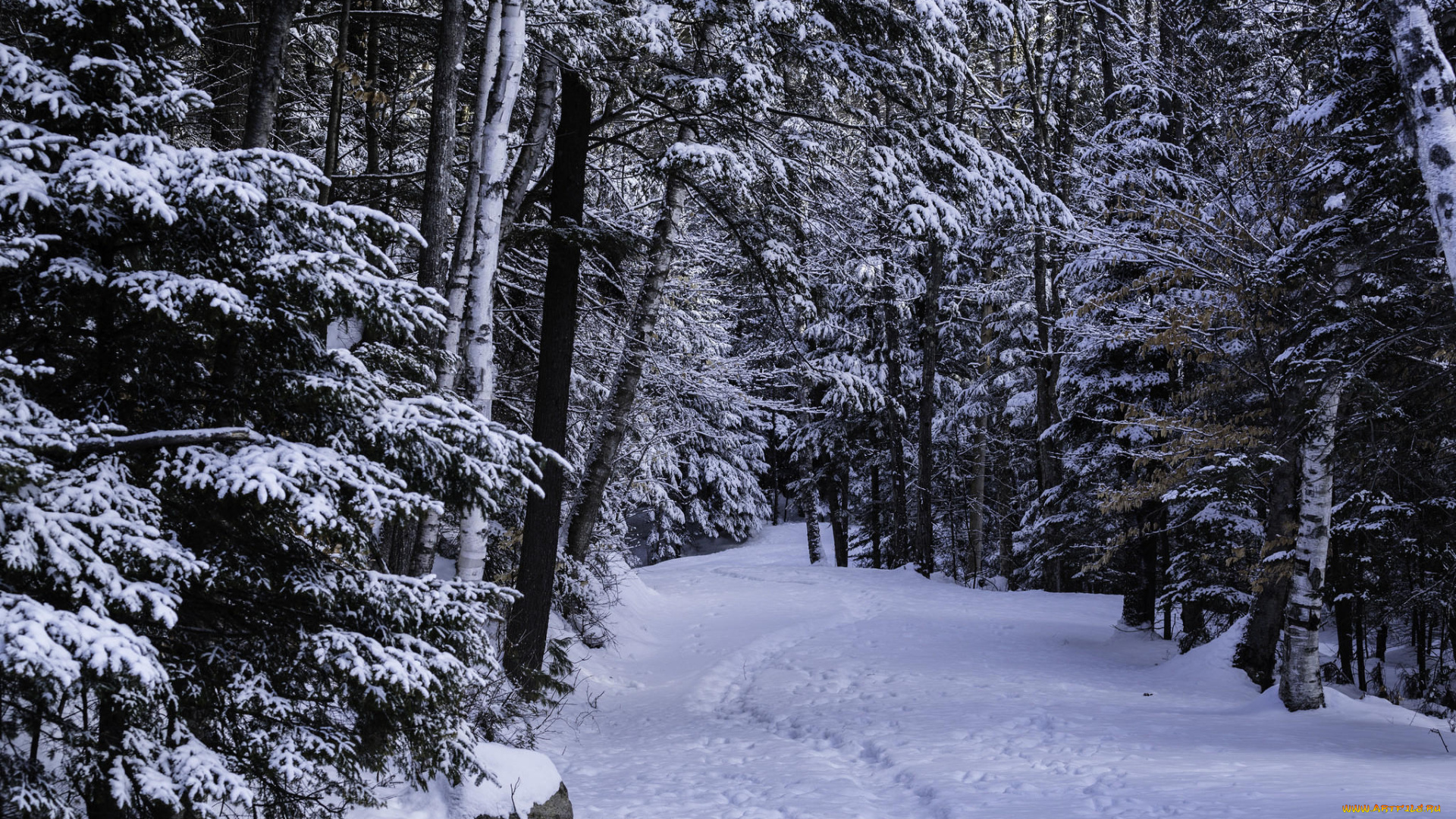 природа, лес, национальный, парк, адирондак, штат, нью-йорк, сша