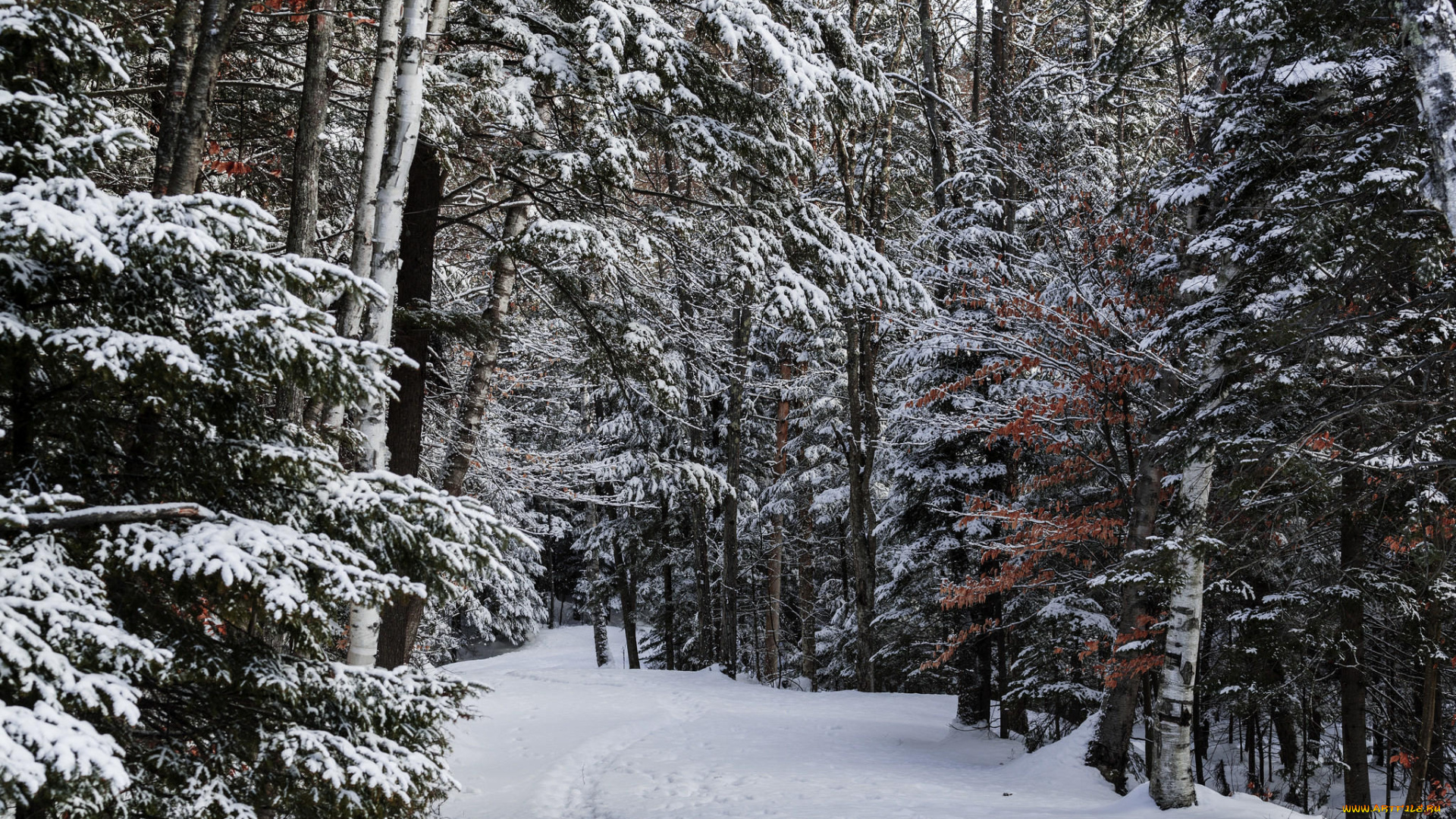 природа, лес, национальный, парк, адирондак, штат, нью-йорк, сша