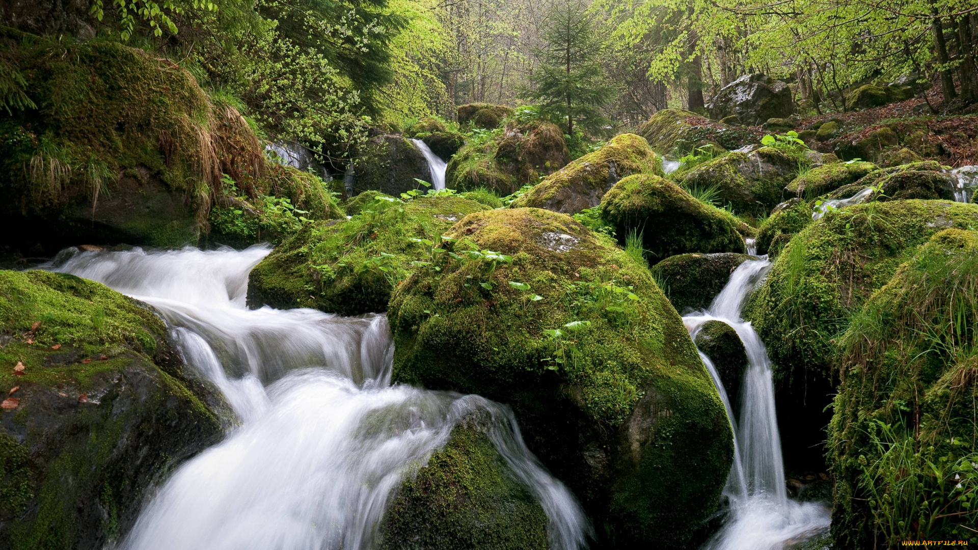 природа, реки, озера, камни, лес, мох, поток