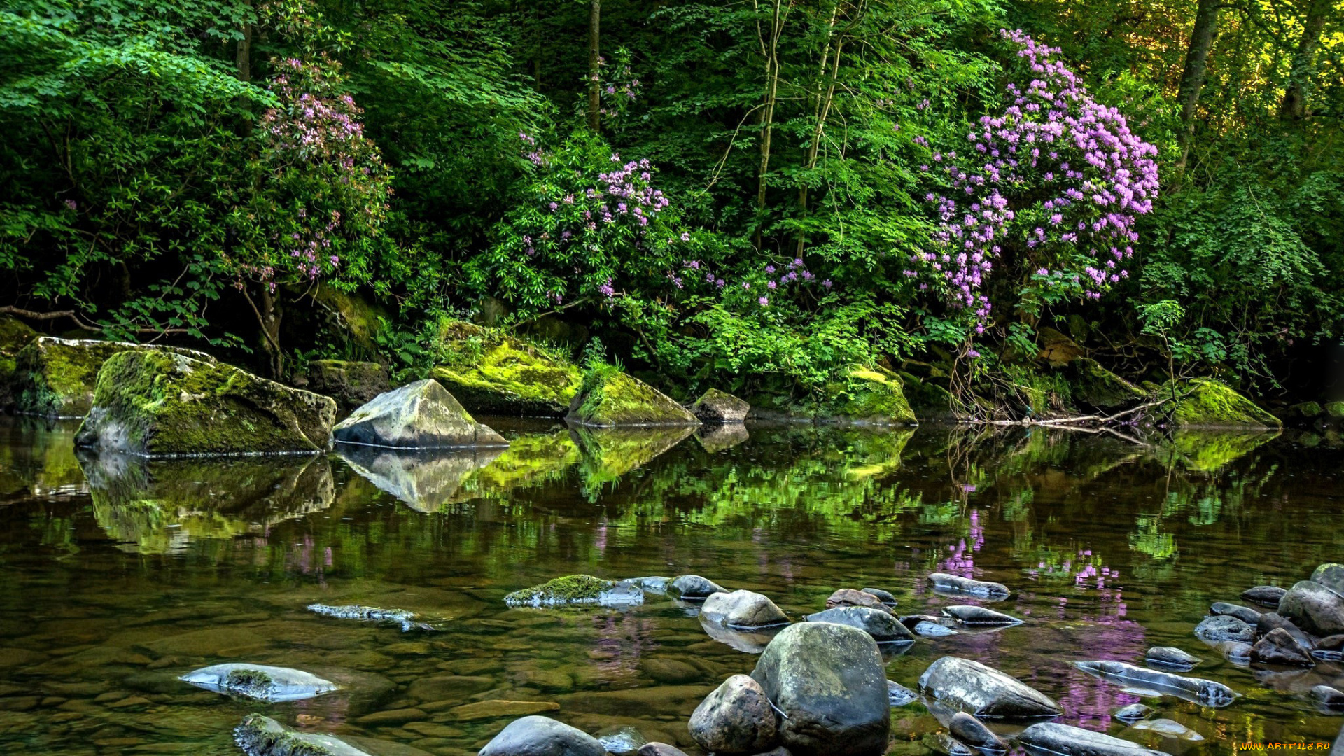 природа, реки, озера, камни, река, кусты