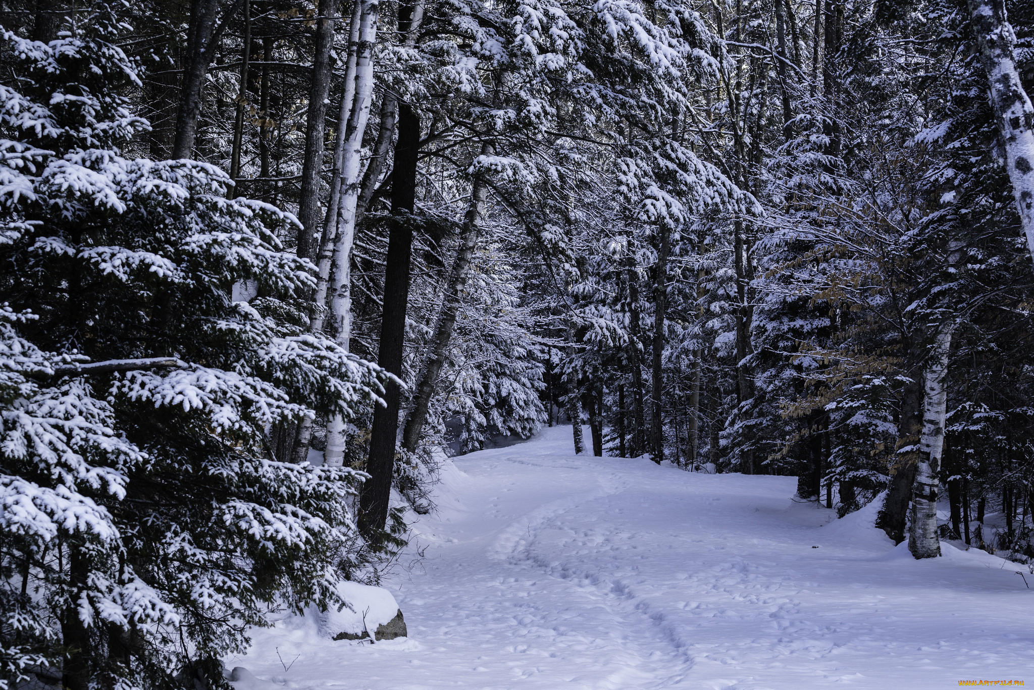 природа, лес, национальный, парк, адирондак, штат, нью-йорк, сша