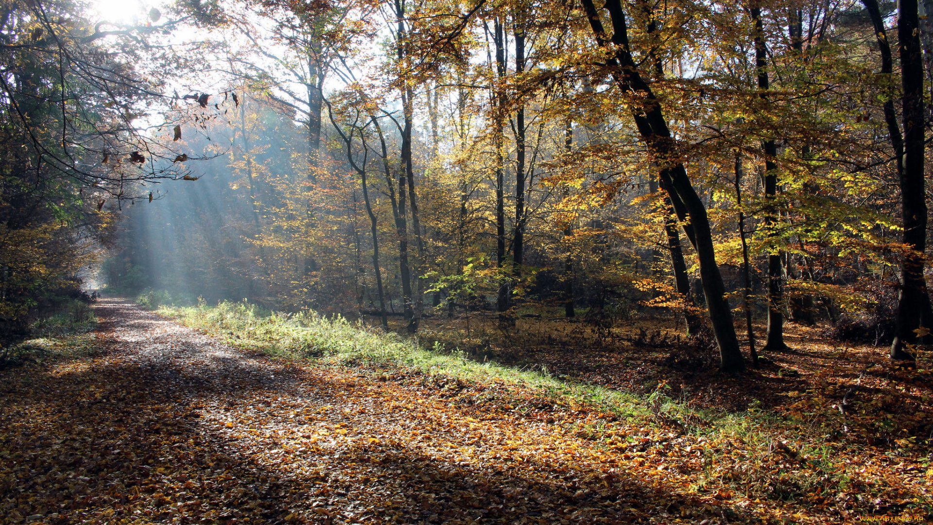 природа, лес, простор