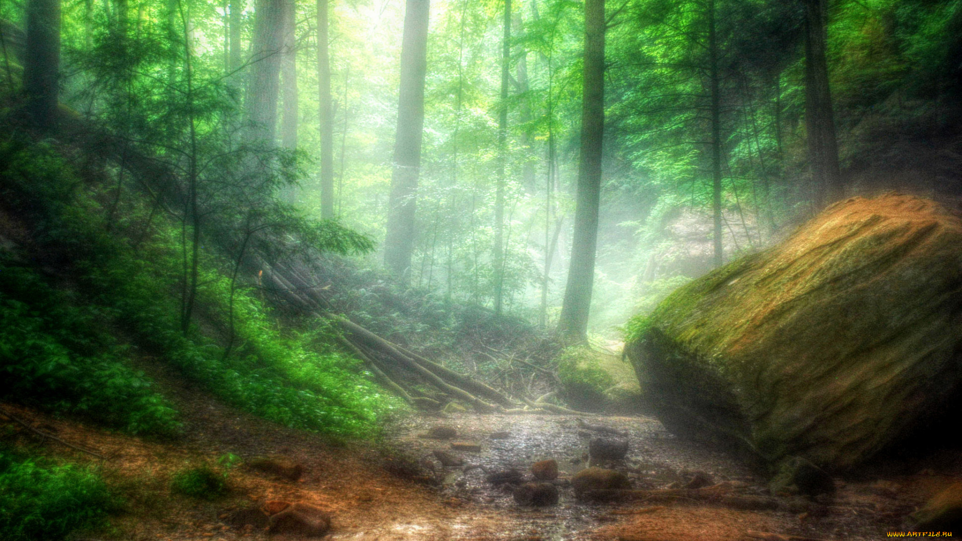 природа, лес, простор