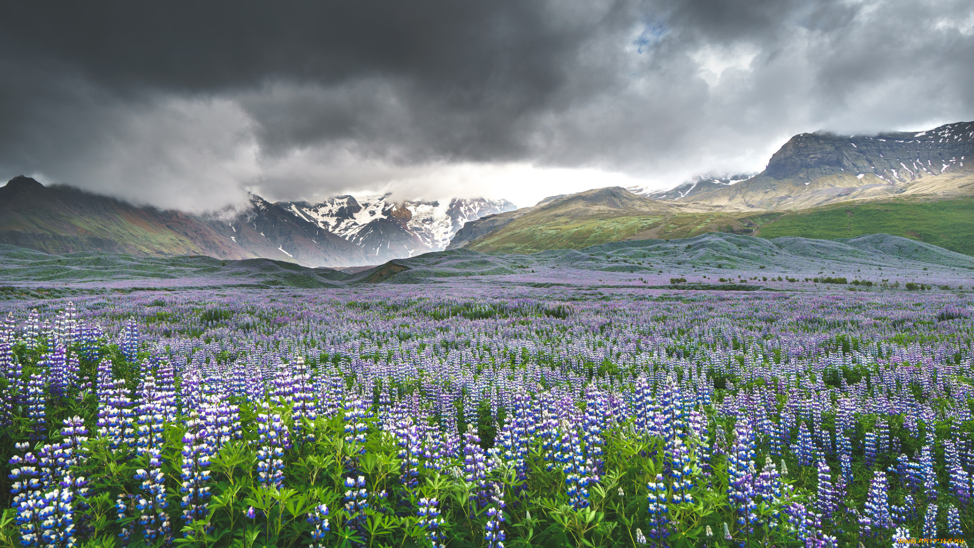 природа, луга, простор