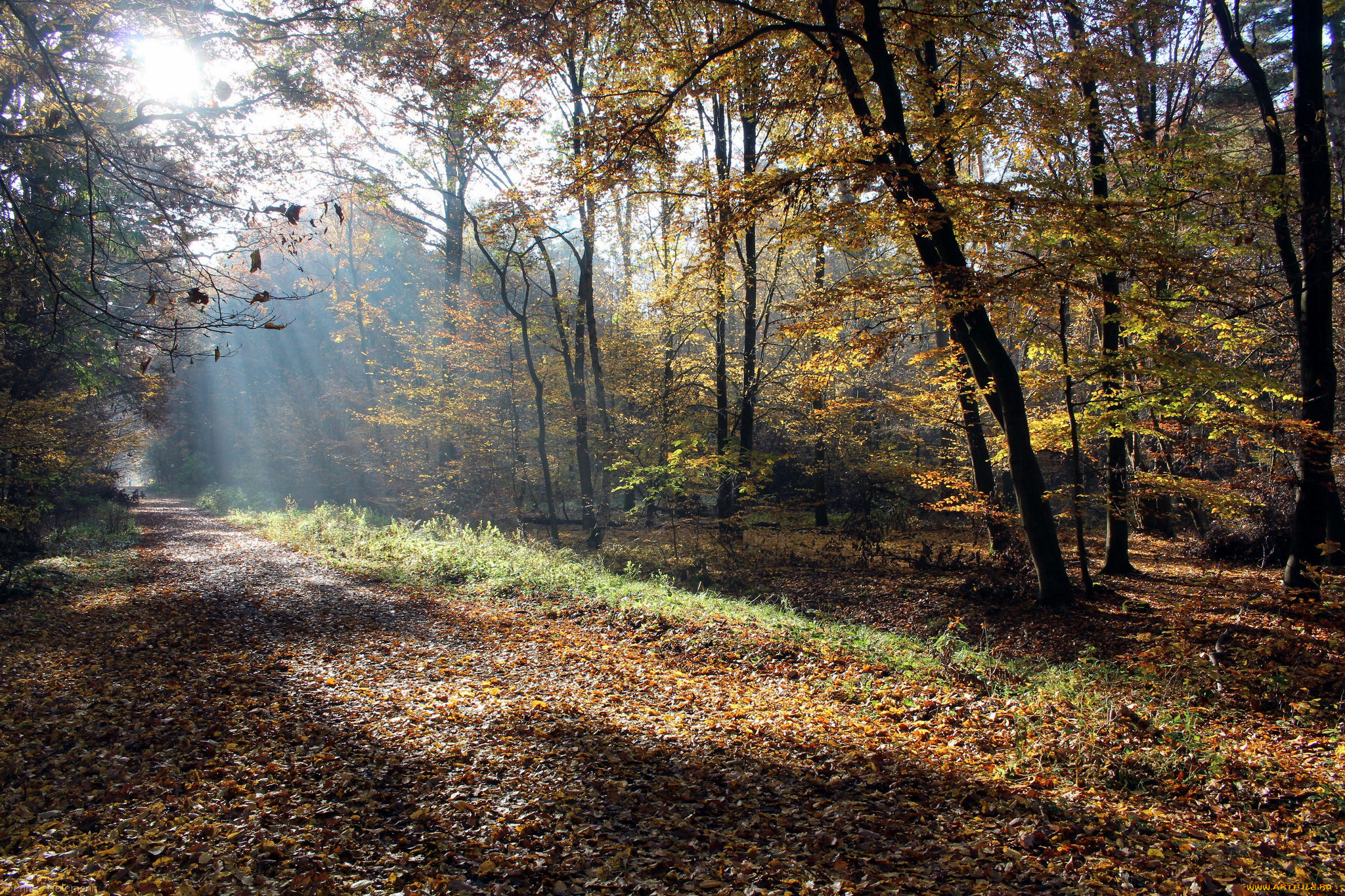 природа, лес, простор