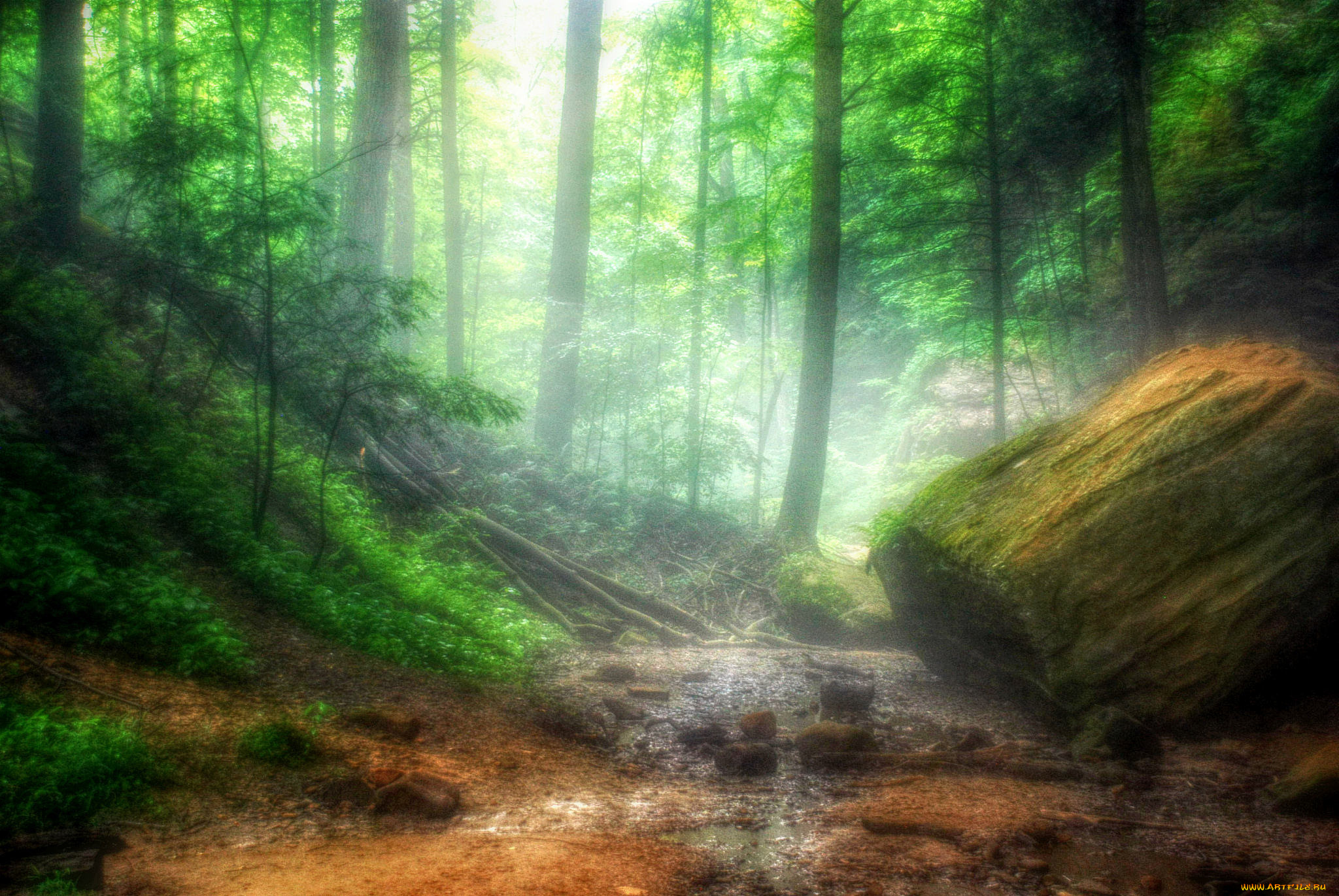 природа, лес, простор