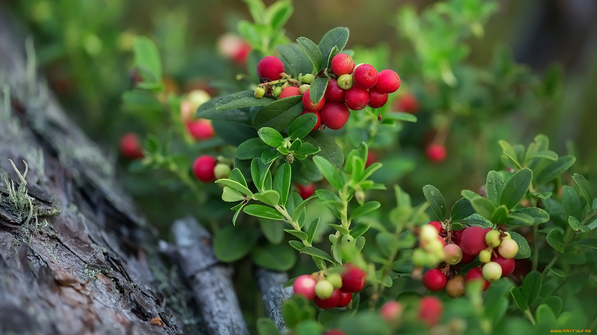 природа, ягоды, брусника