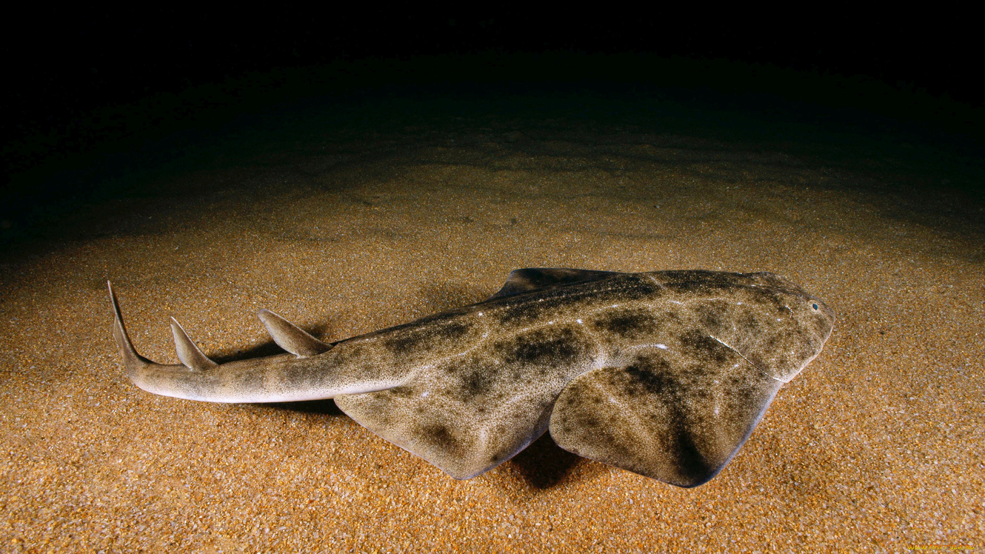 squatina, животные, акулы, ангел, shark, акула, рыба, хищник, океан, море, вода, глубина, подводный, обитатели, опасность