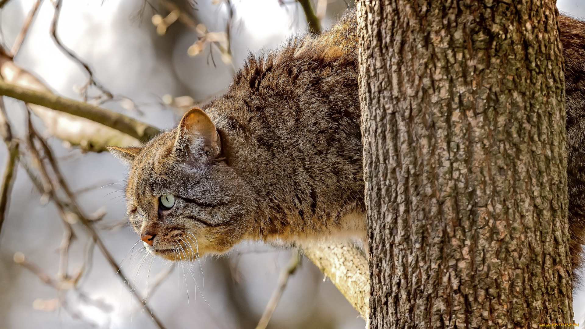 животные, дикие, кошки, взгляд, ветки, дерево, на, дереве, дикая, кошка, лесной, кот