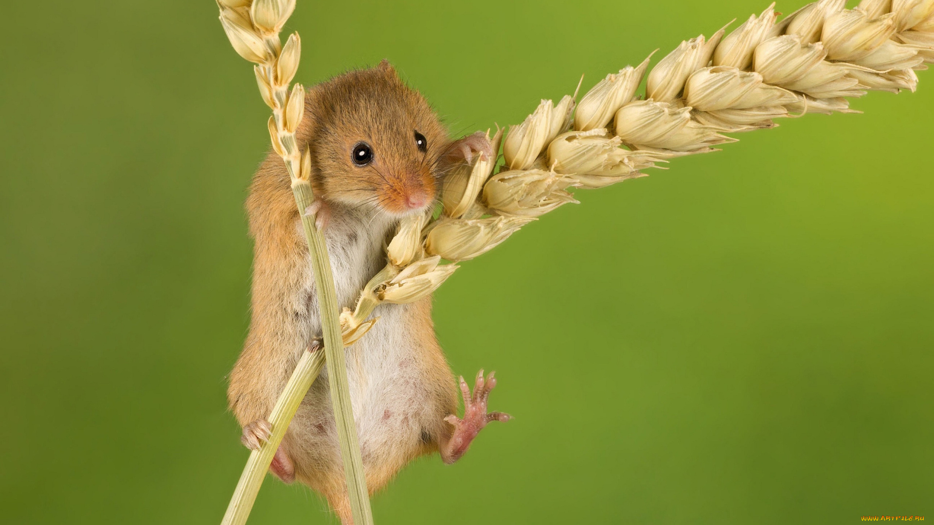 животные, крысы, , мыши, фон, мышка, колоски, колосья, грызун, мышь-малютка