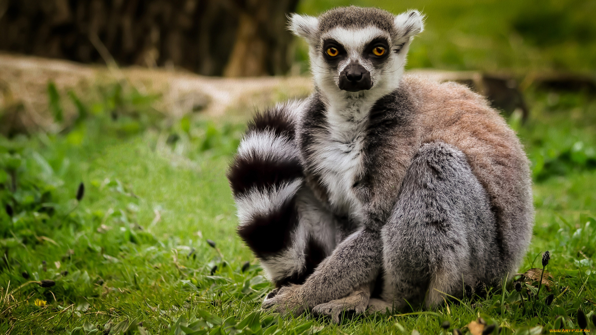 животные, лемуры, трава, взгляд, лемур, кошачий, катта