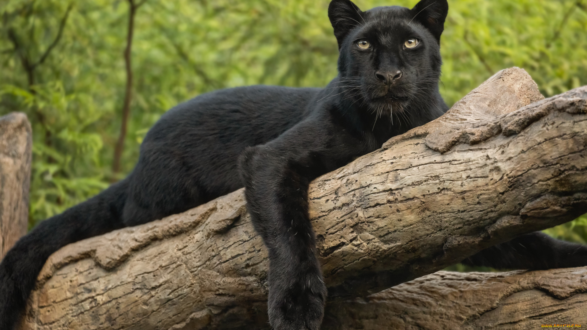 животные, леопарды, взгляд, лапа, леопард, бревно, дикая, кошка, чёрная, пантера