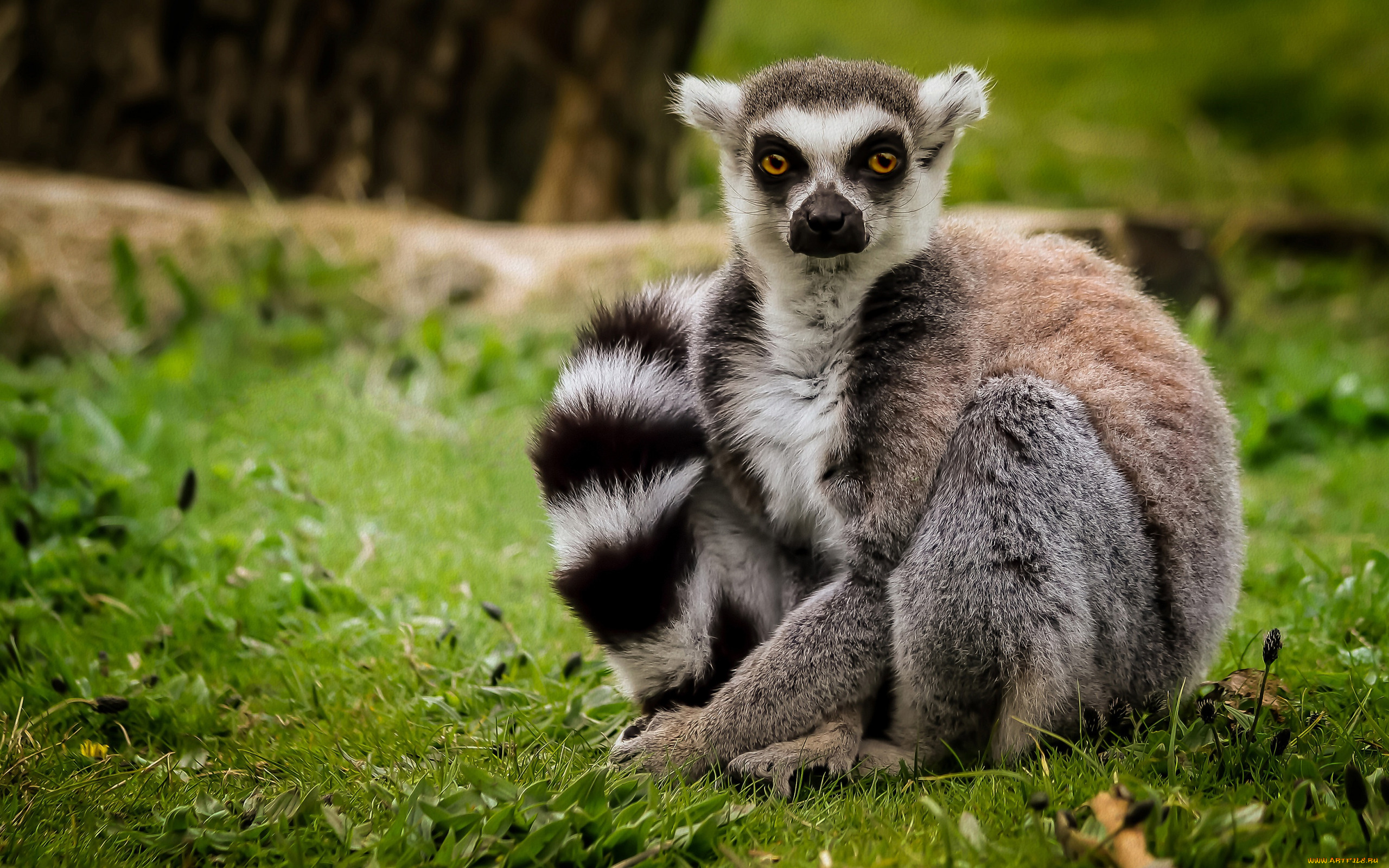 животные, лемуры, трава, взгляд, лемур, кошачий, катта